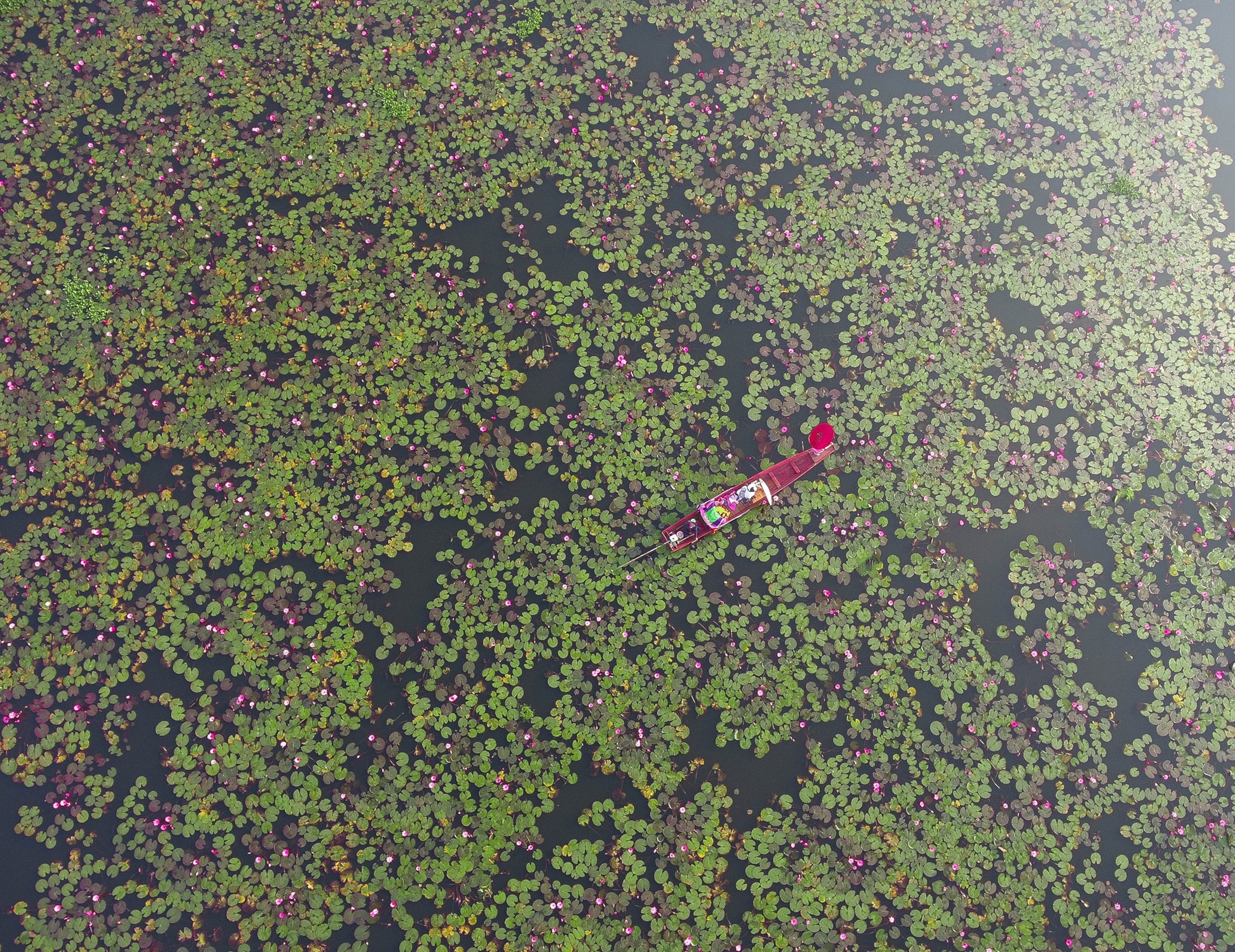 a boat floating near lily pads, Thailand
