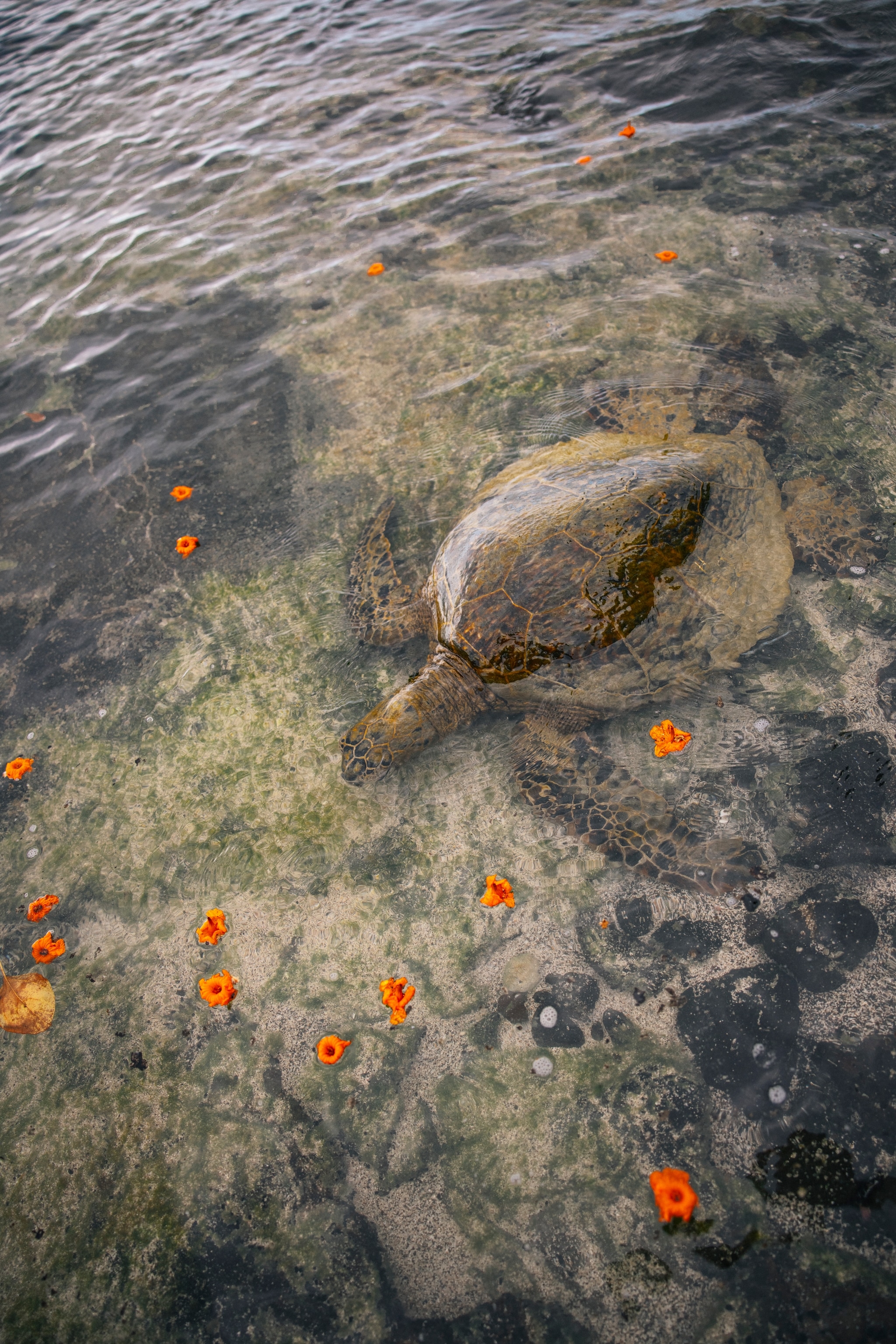 honu turtle swims in the waters of Big Island, Hawaii