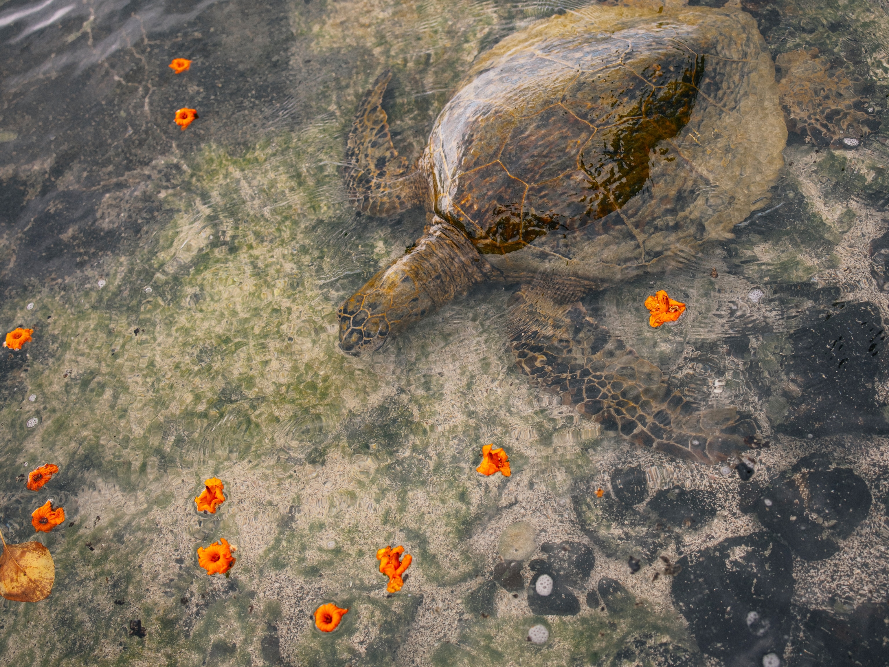 Among manta rays and sea turtles, a journey of wonder and perseverance unfolds | National Geographic