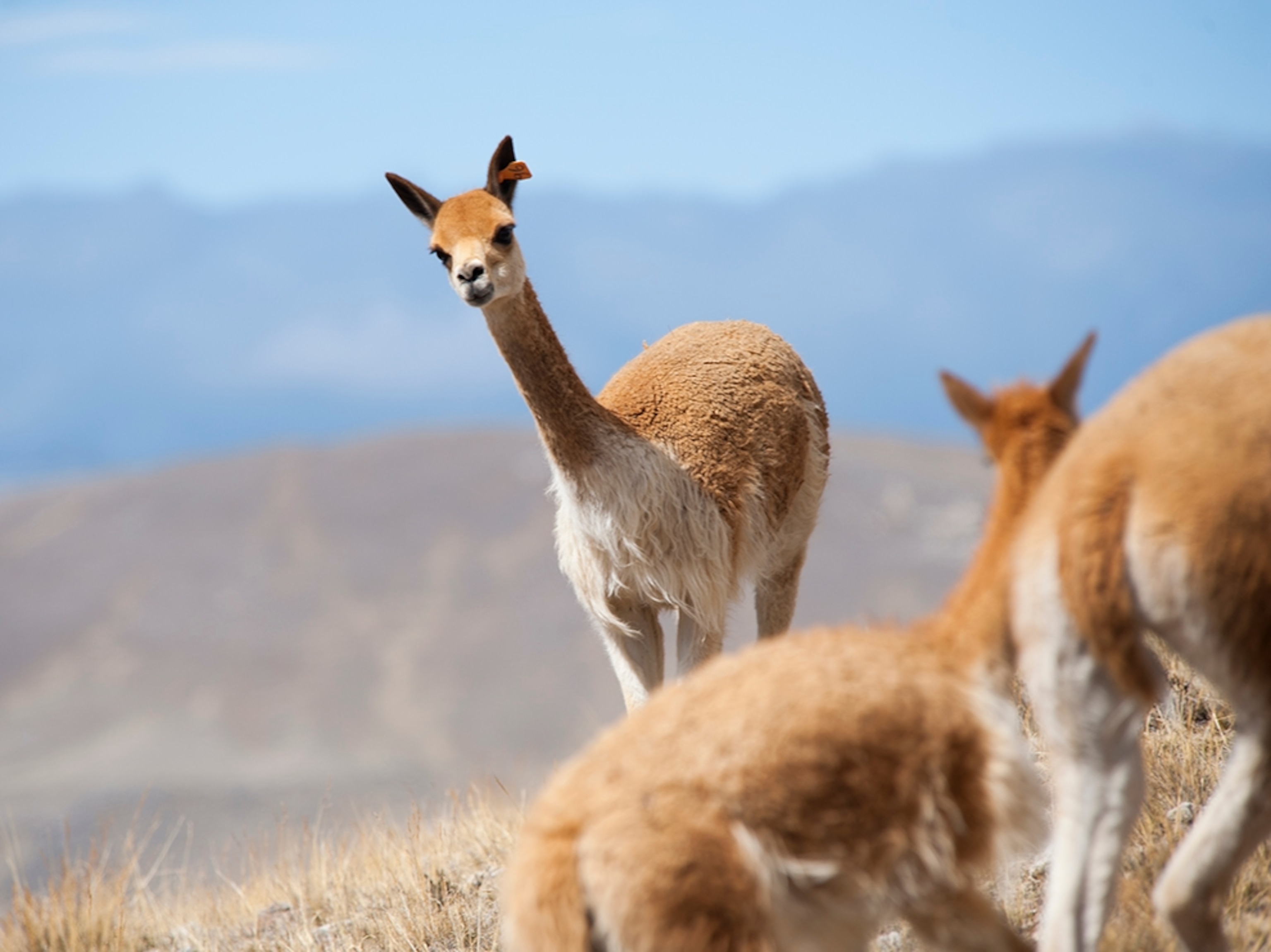 a wild vicuna looking to escape the herd