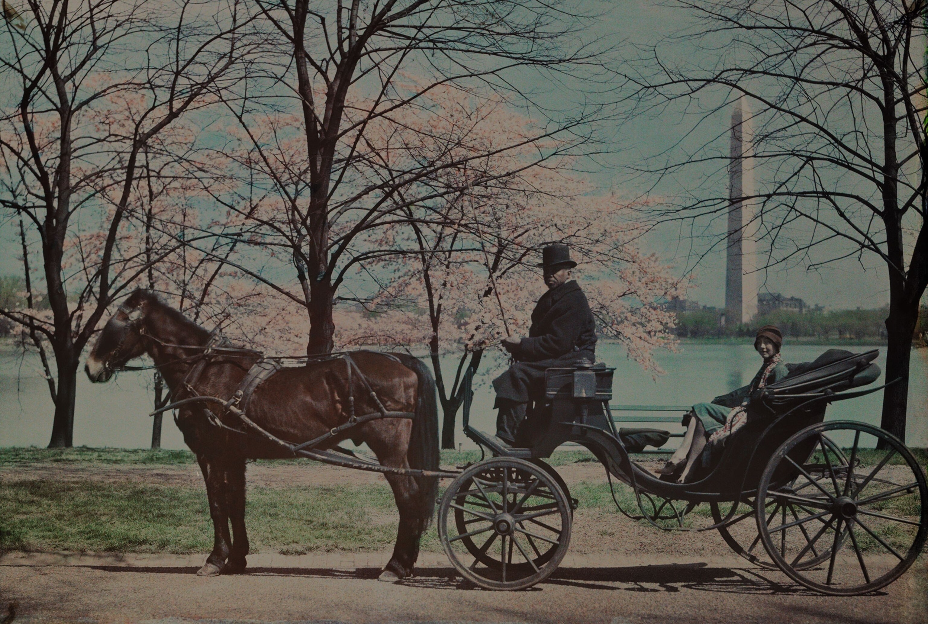 a woman in a carriage near the Tidal Basin in Washington, D.C.