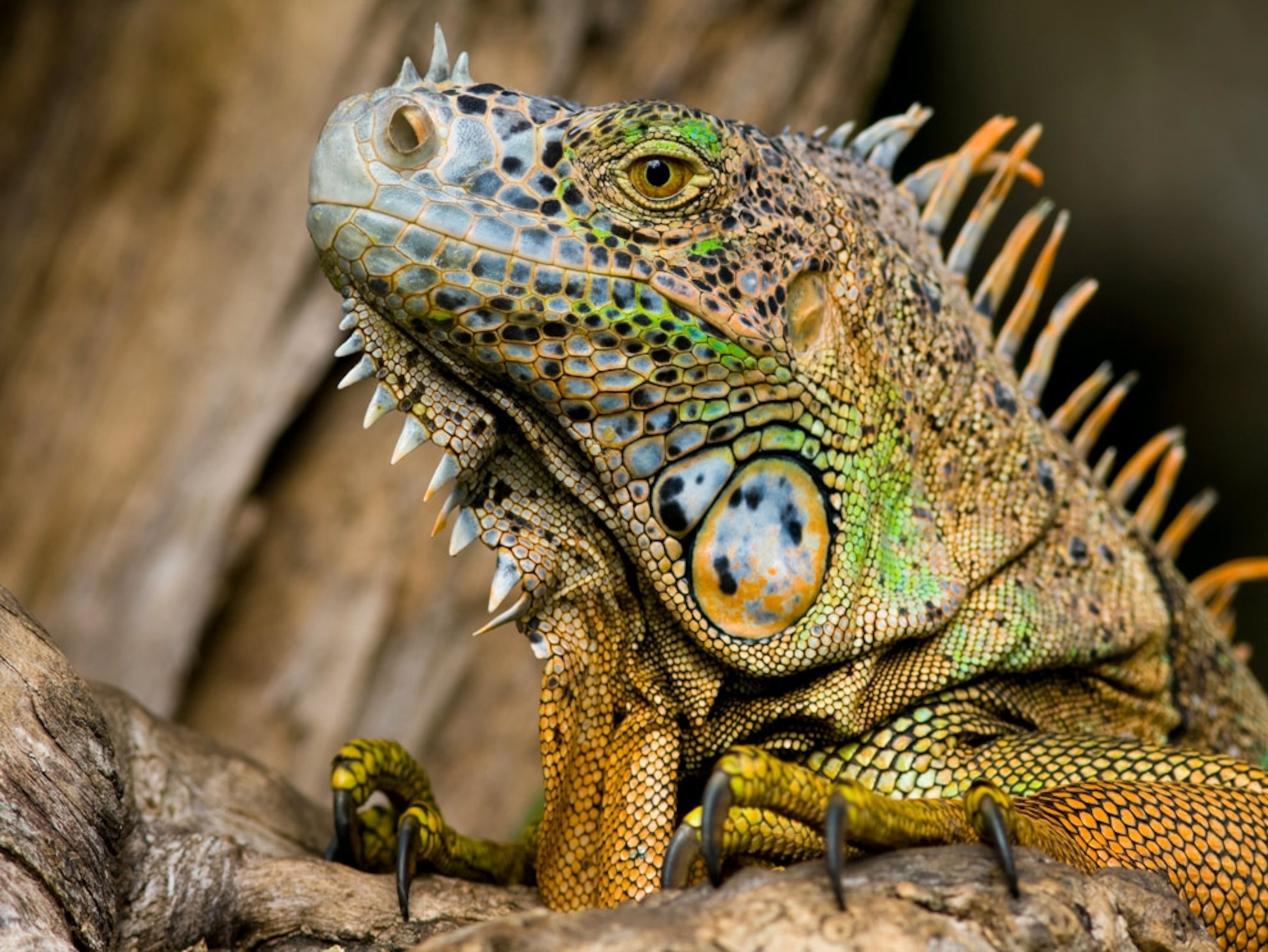 Close-up of an iguana