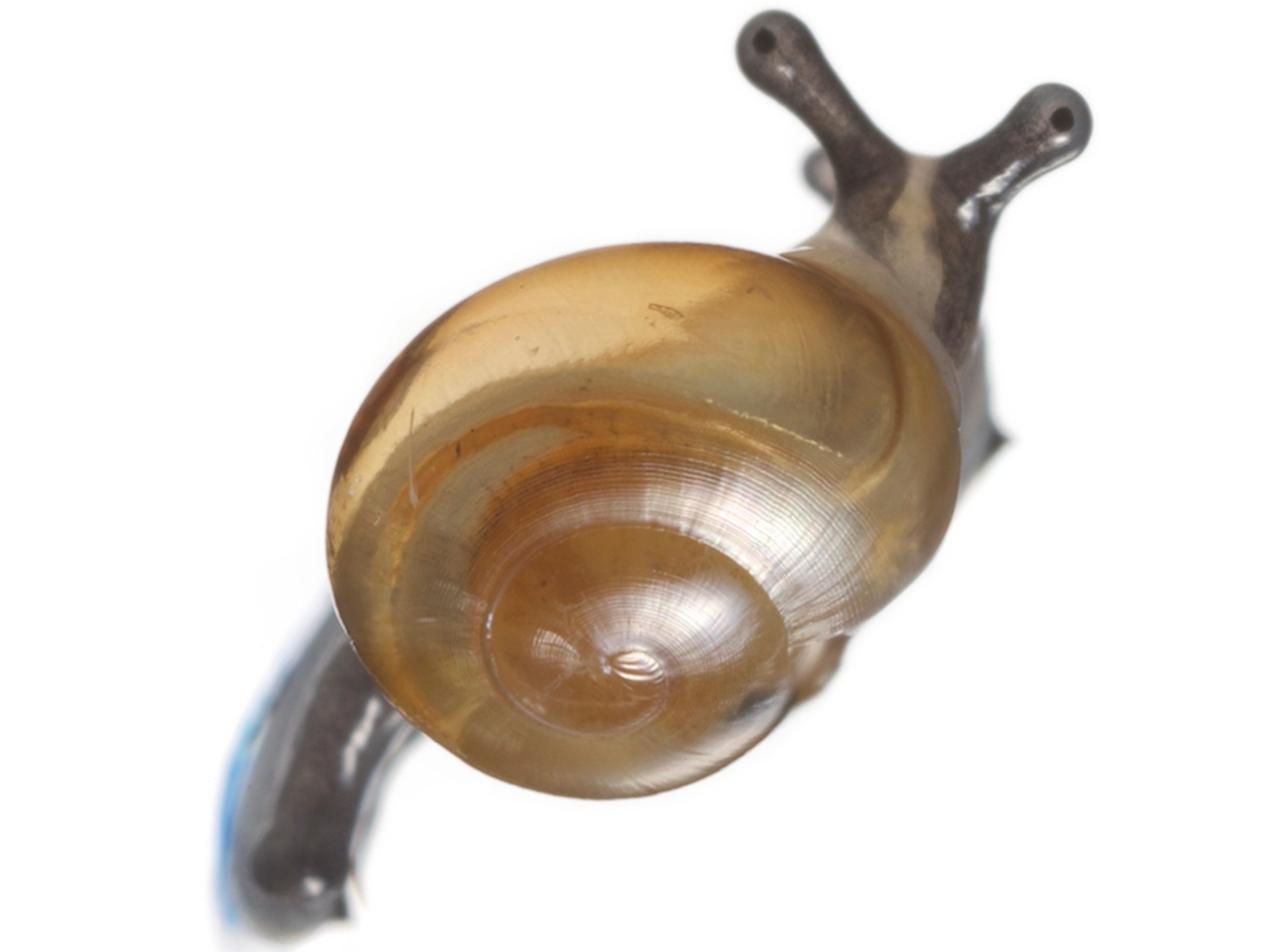 Common Name: snail, Scientific Name: cf. Ovachlamys fulgens, Magnification: 5x, Notes: _MG_9190,