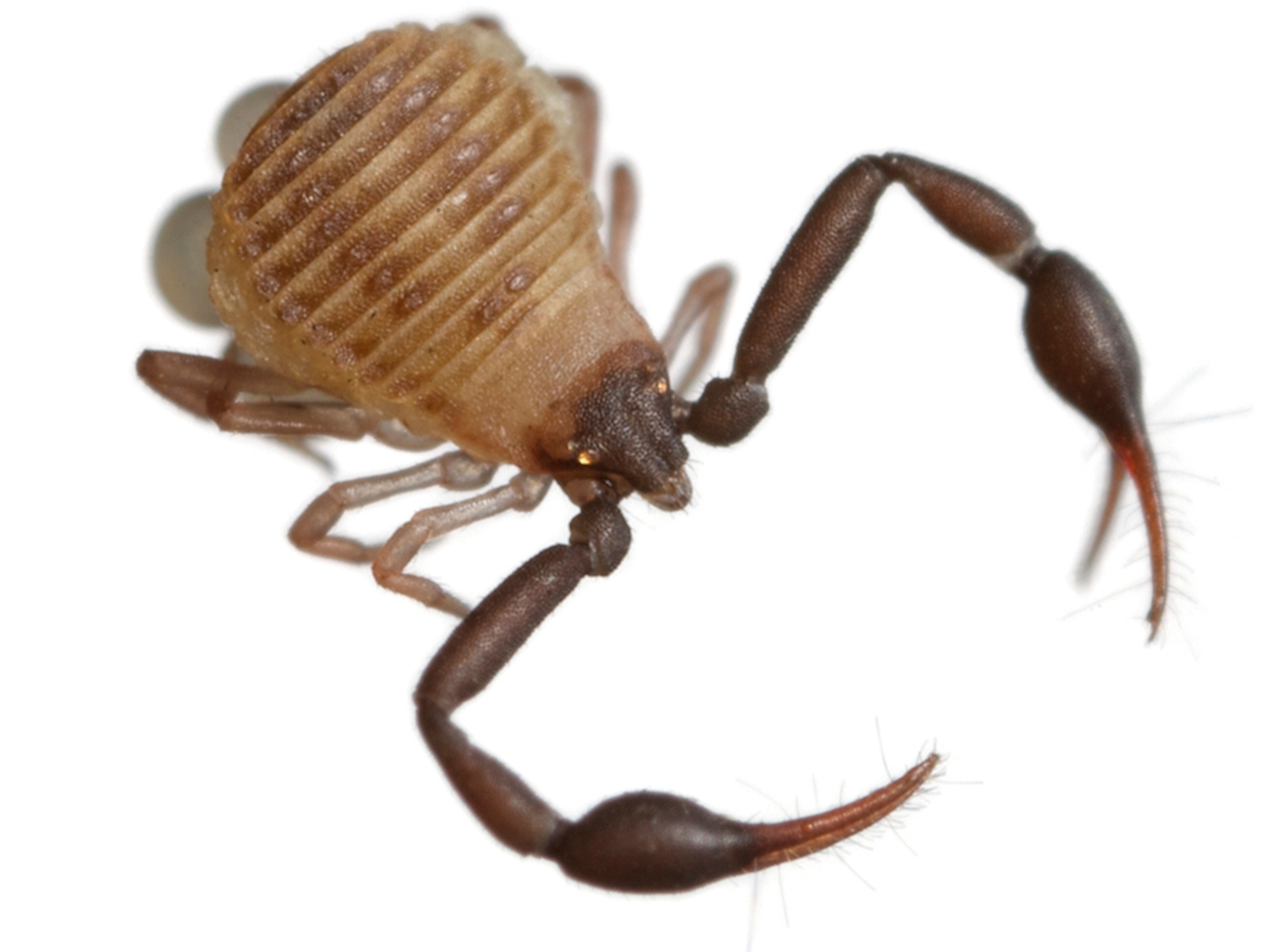 Common Name: pseudoscorpion, Scientific Name: Geogarypus longidigitatus, Magnification: 5x,