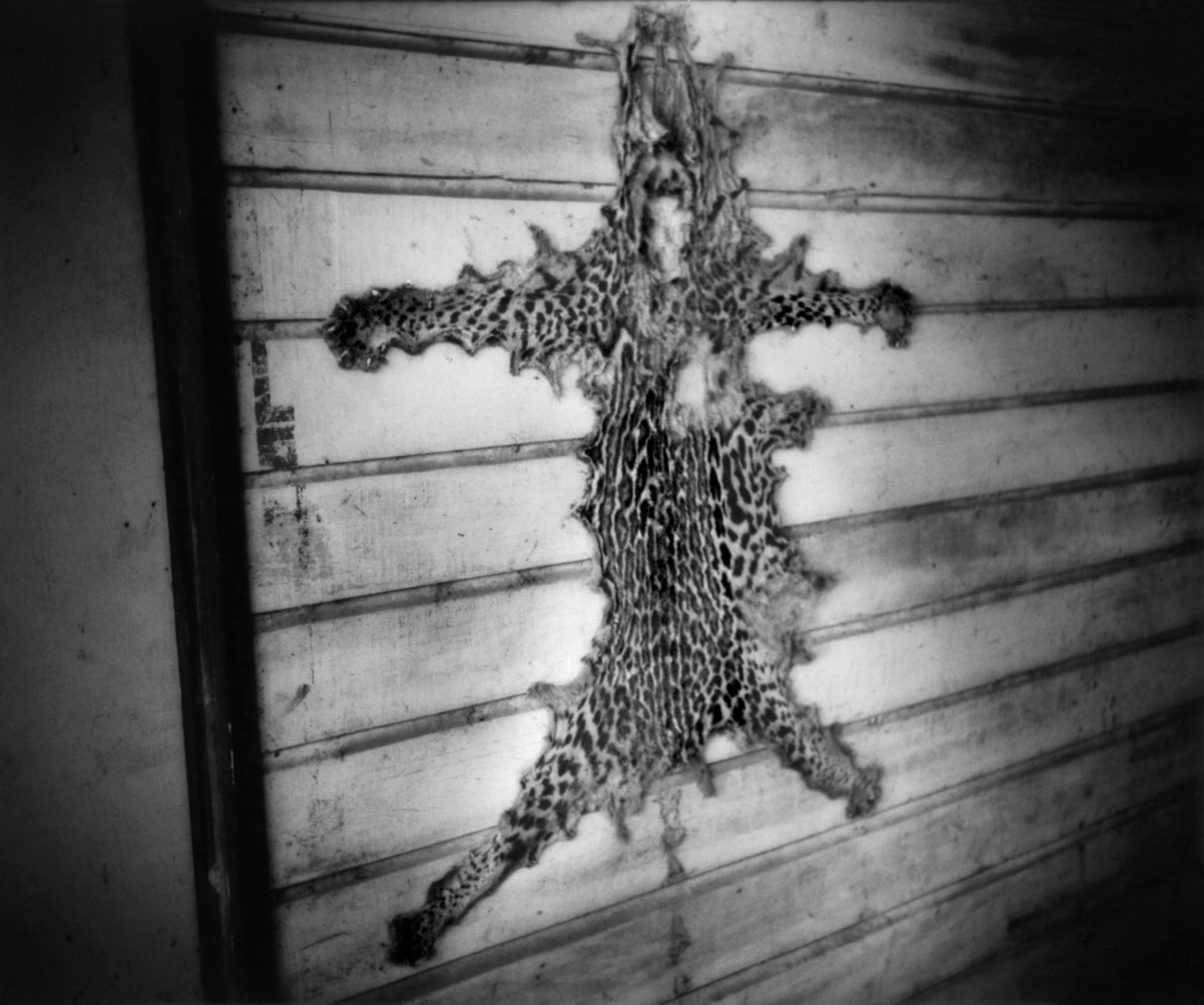 an ocelot pelt hung on the wall