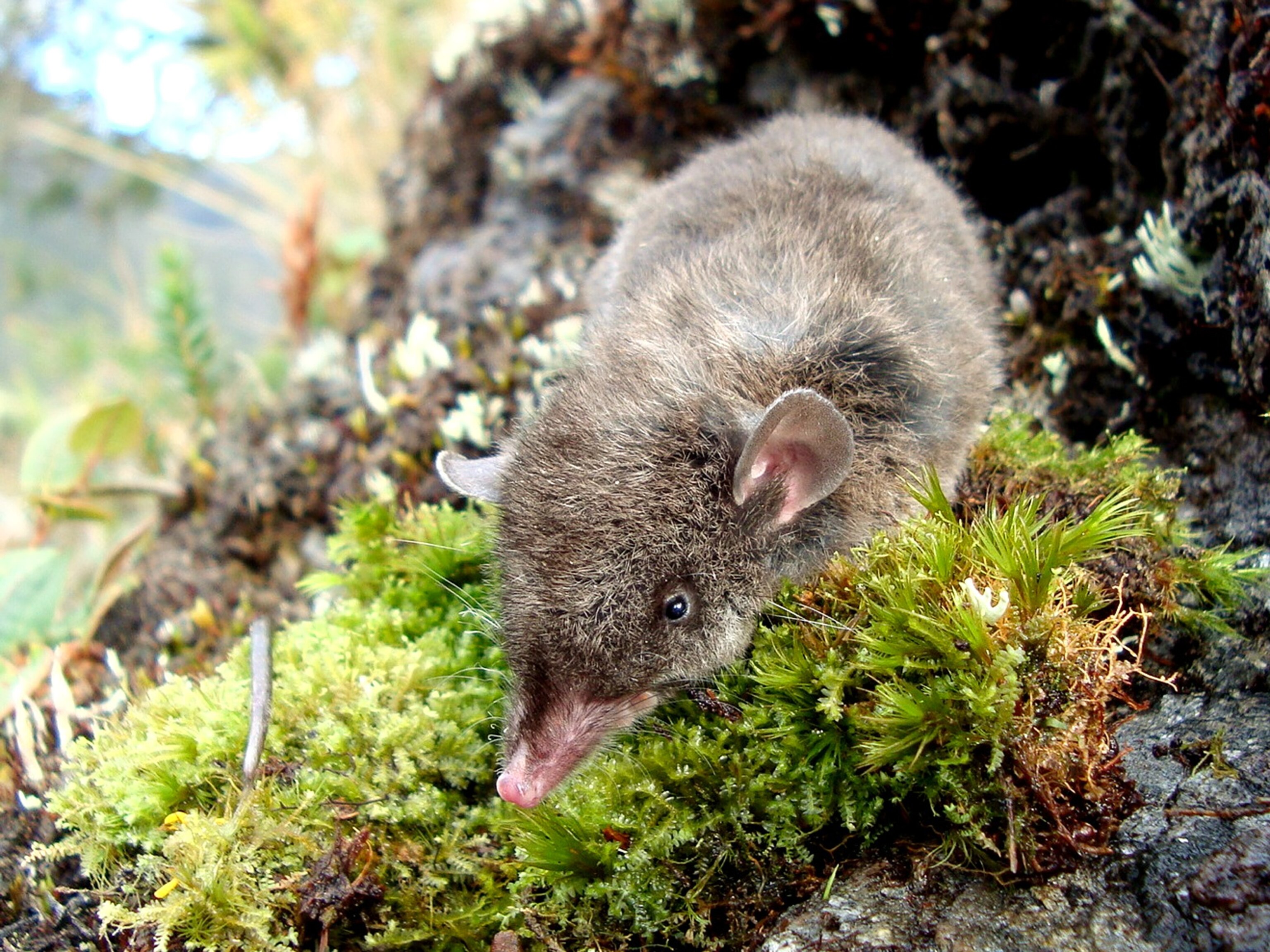 Common shrew opossum picture - one of the new species found during an expedition to Peru