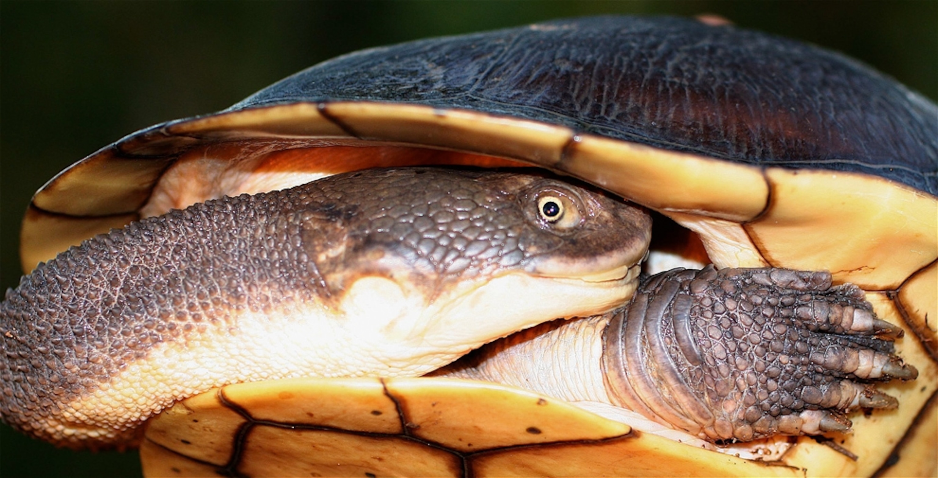 A snake-necked turtle hides in its shell
