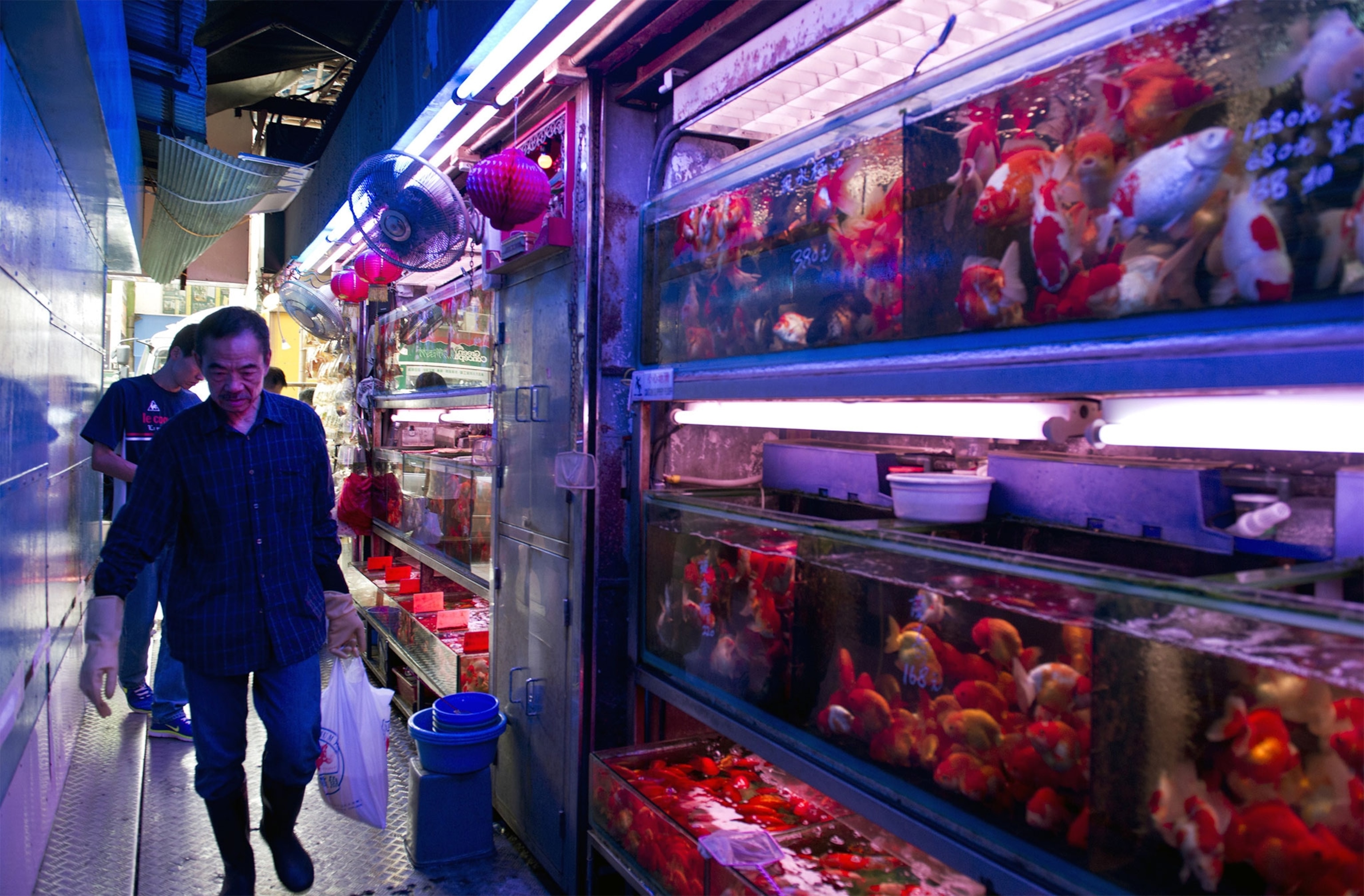 a man near aquarium tanks
