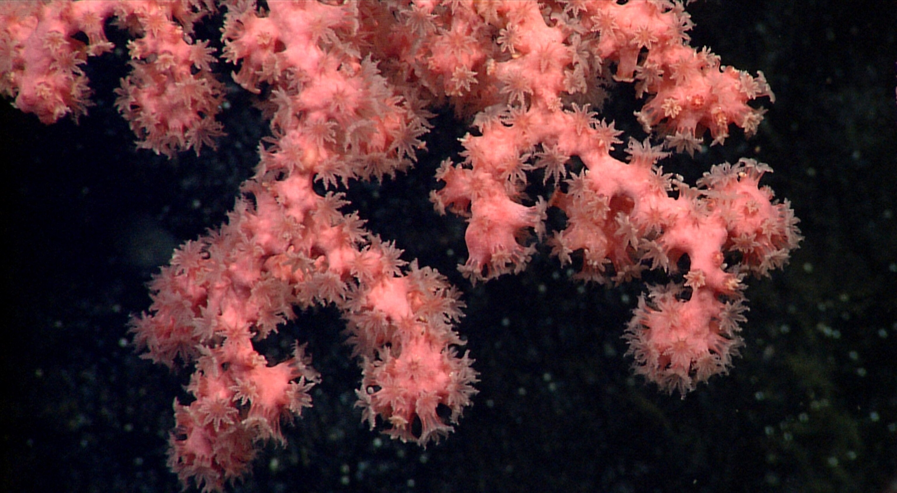 a bubblegum coral on Sur Ridge, California