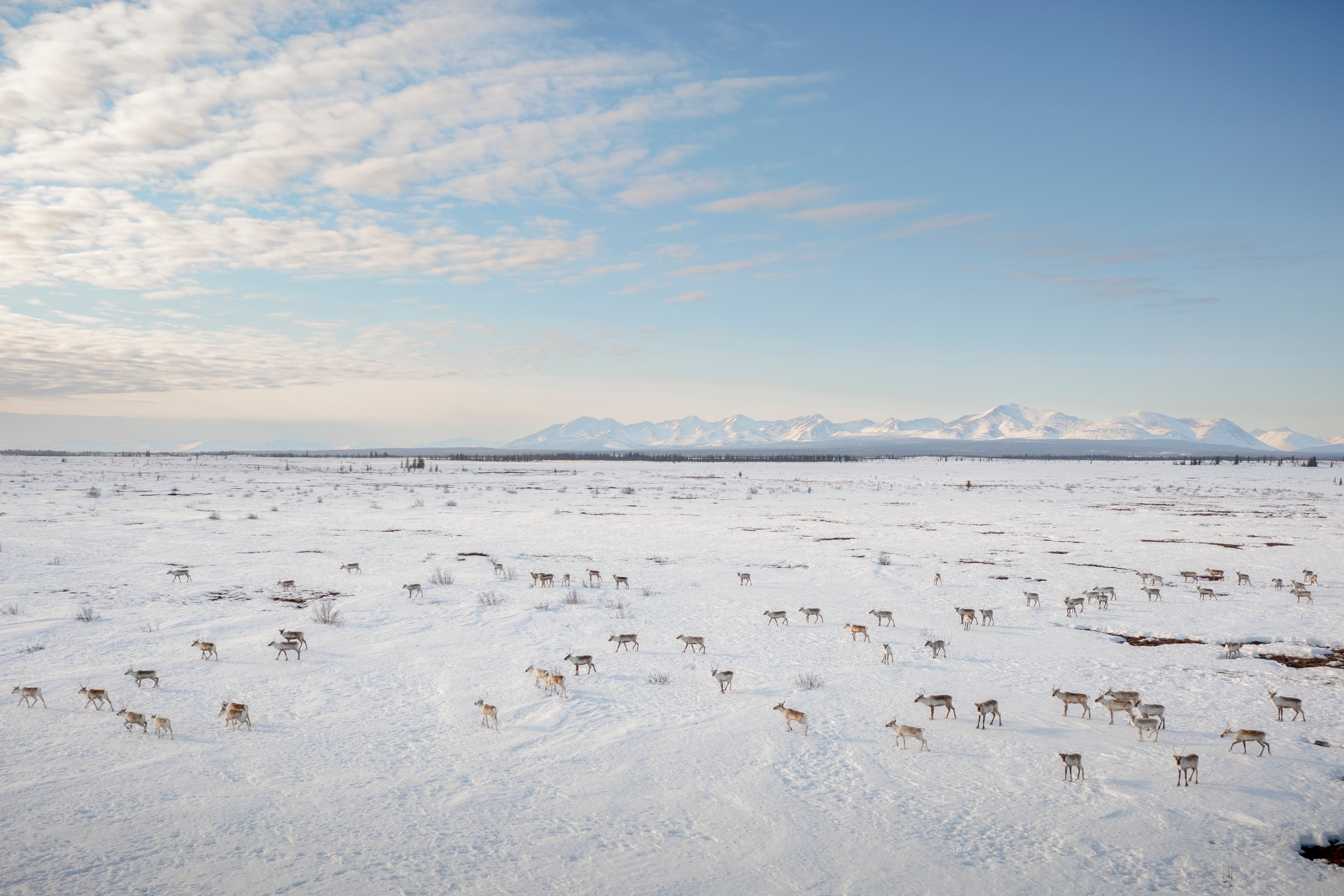Part of the Western Arctic herd passes through the Brooks Range at Anaktuvuk Pass. Once one of the biggest caribou herds in the world, it shrank from 490,000 animals in 2003 to around 164,000 in 2022.