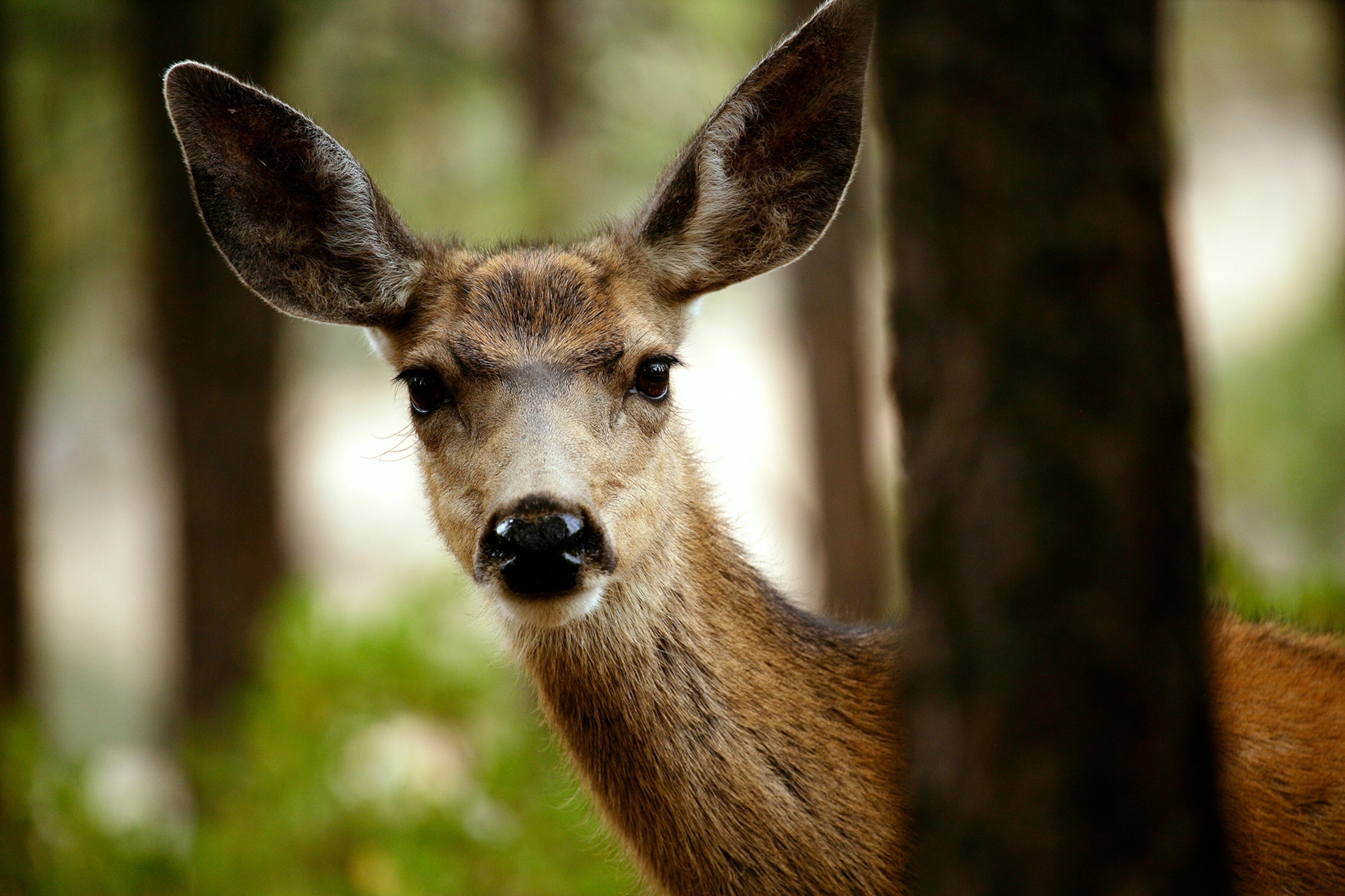 young mule deer in Bryce Canyon National Park, Utah