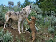 What Does Howling Mean To A Dog