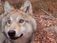 Animal Mutations Caused By Radiation Animal Mutations Caused By Radiation