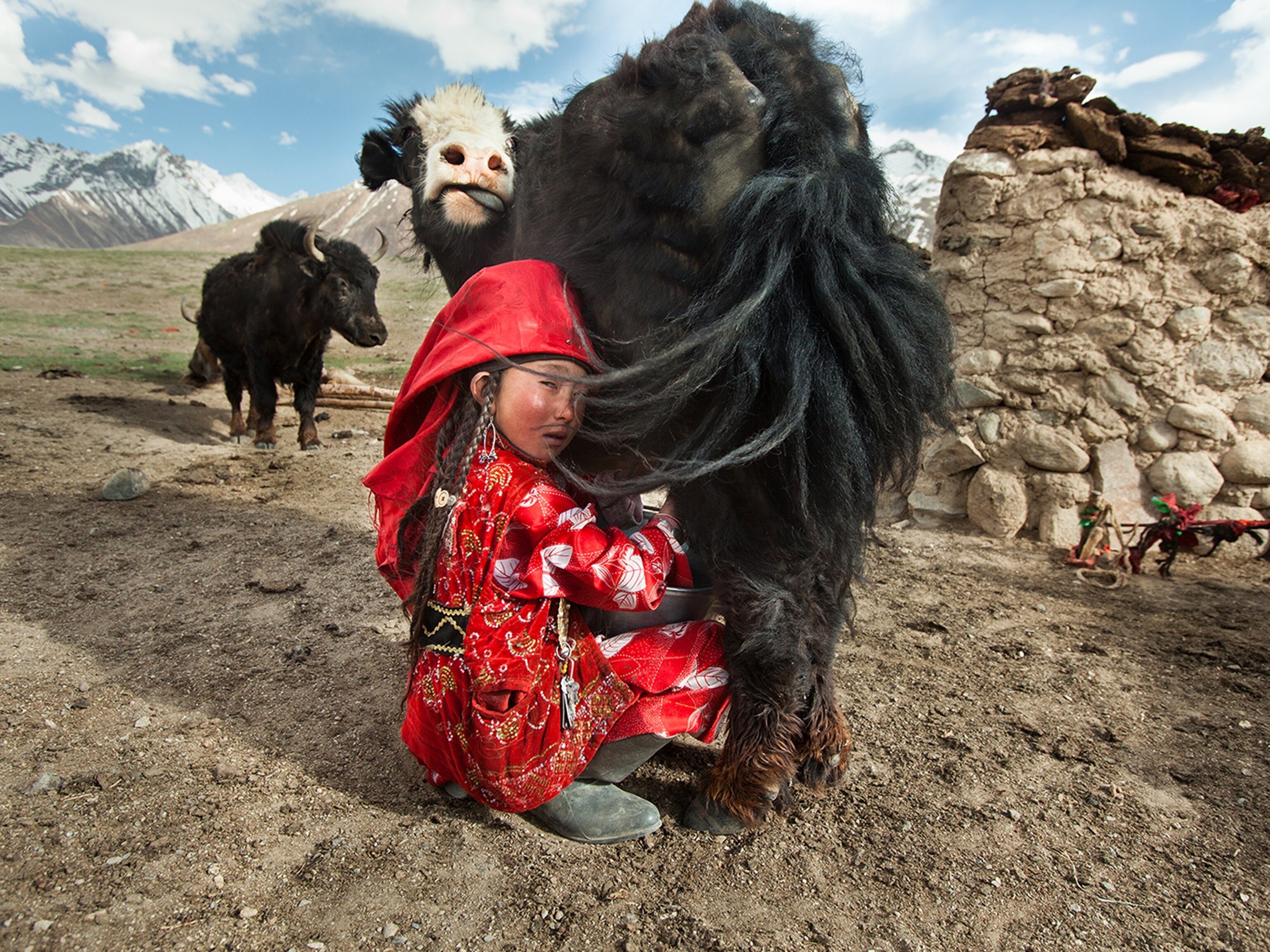 A young girl wearing red milks a yak in a field with other livestock and mountains behind them.