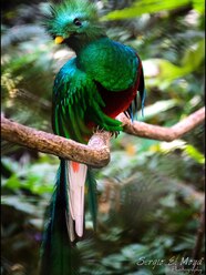 Where Does A Quetzal Bird Live RLMES Where Does A Quetzal Bird Live RLMES