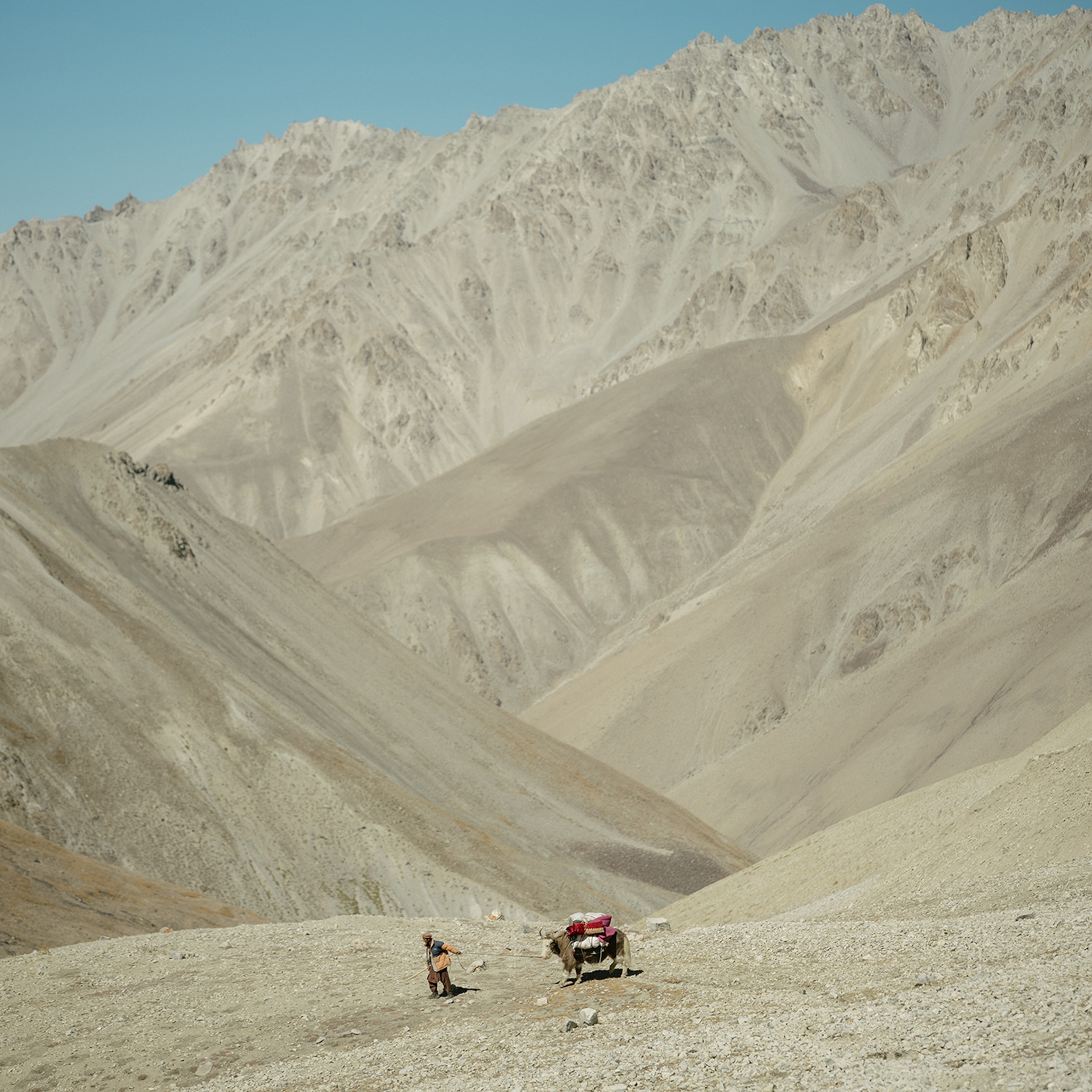A man guiding a yak walks along terrain and looks very small against the large mountains behind him.