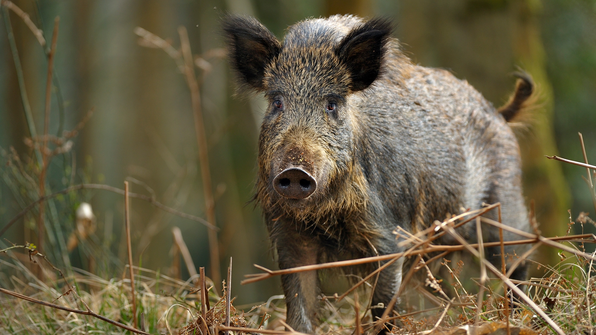 Wild Boar Facts And Information National Geographic Wild Boar Facts And Information National Geographic