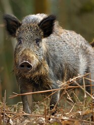 Wild Boar Hogs
