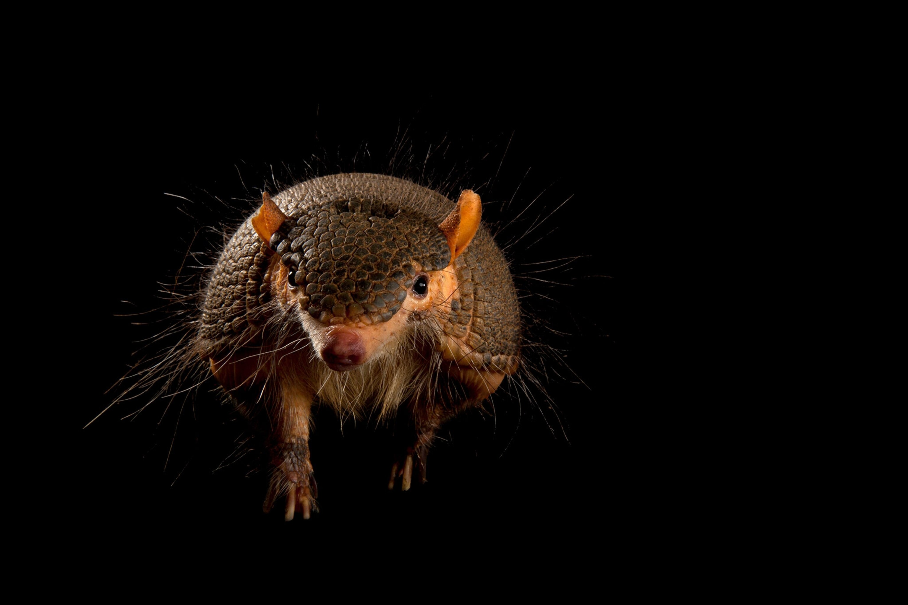 Species with the spookiest names—and how they earned them
