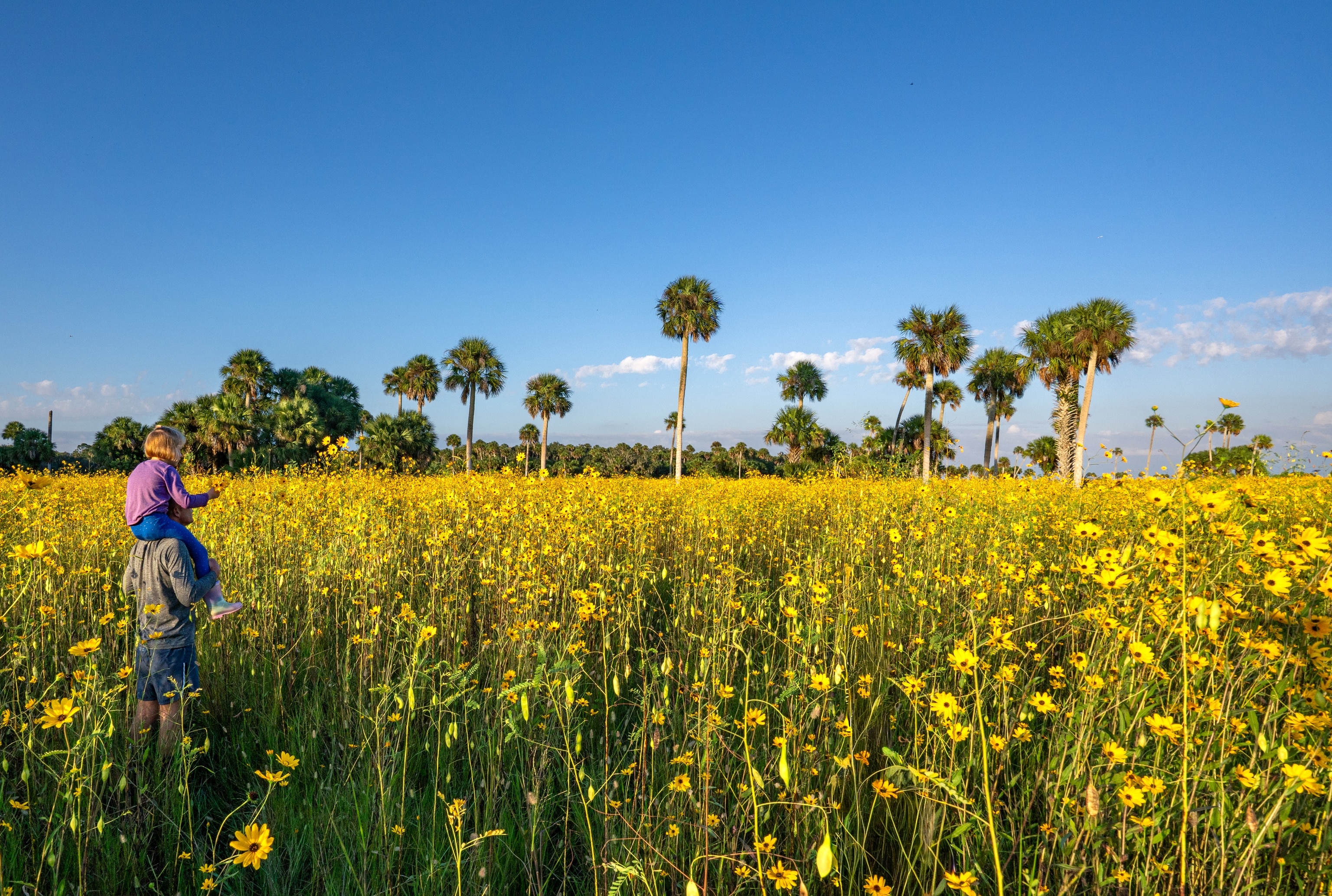 Father and Daughter Exploring a Field of Wild Sunflower Wildflowers on a Fall Day in Central Florida Woodlands of Lake Jesup by Orlando