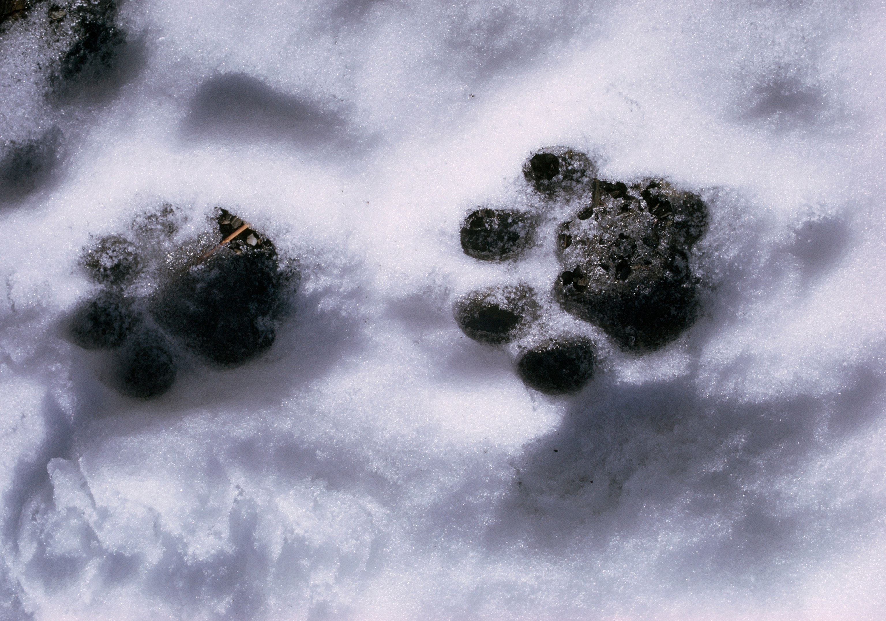 Two snow leopard foot prints appear black on white snow.