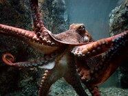 What Does A Giant Pacific Octopus Look Like At Molly Nielsen Blog What Does A Giant Pacific Octopus Look Like At Molly Nielsen Blog