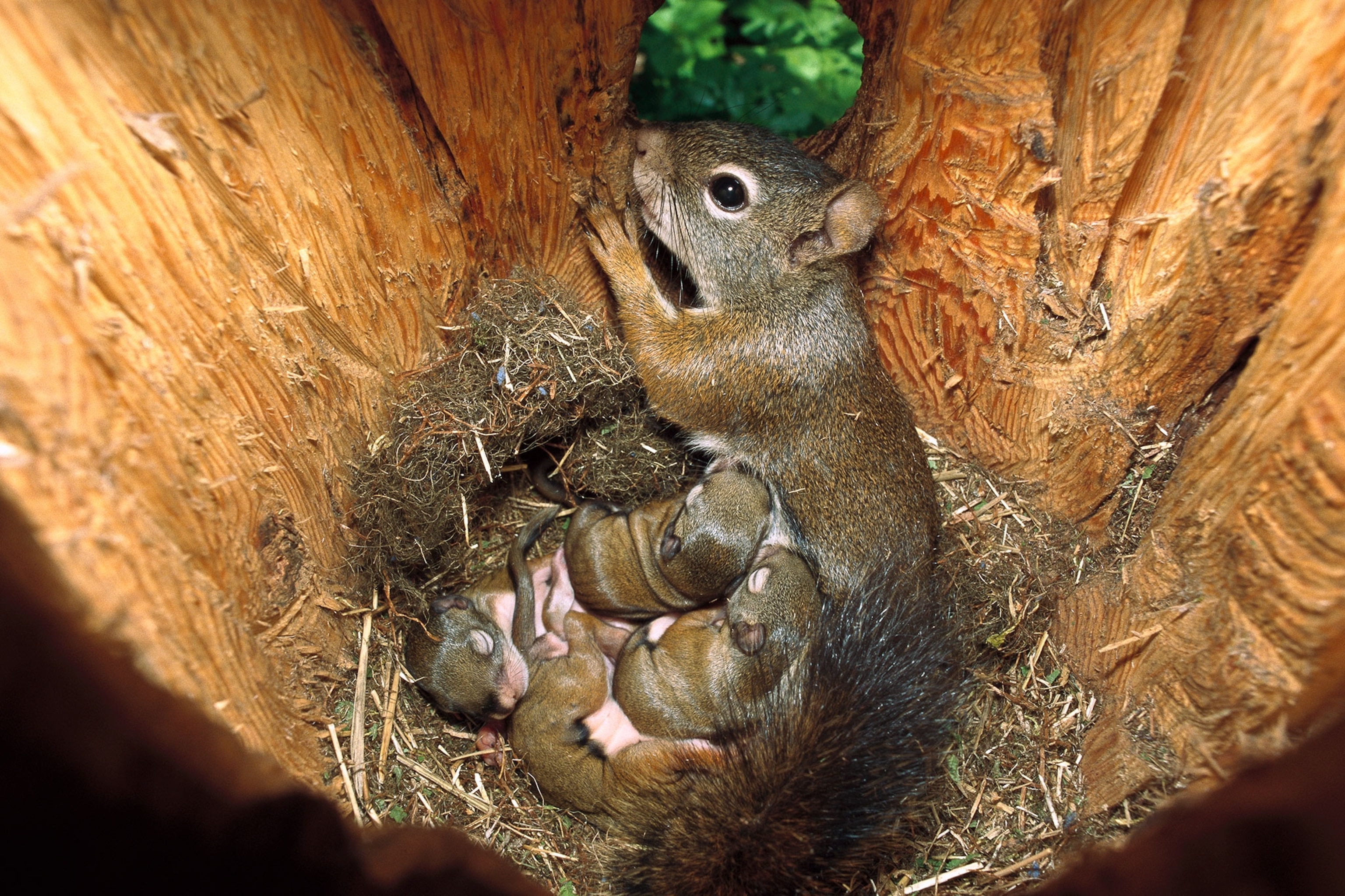 How Many Babies Can A Squirrel Have? ? Find Out Here Squirrel Arena