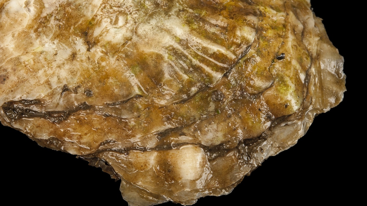Oysters | National Geographic