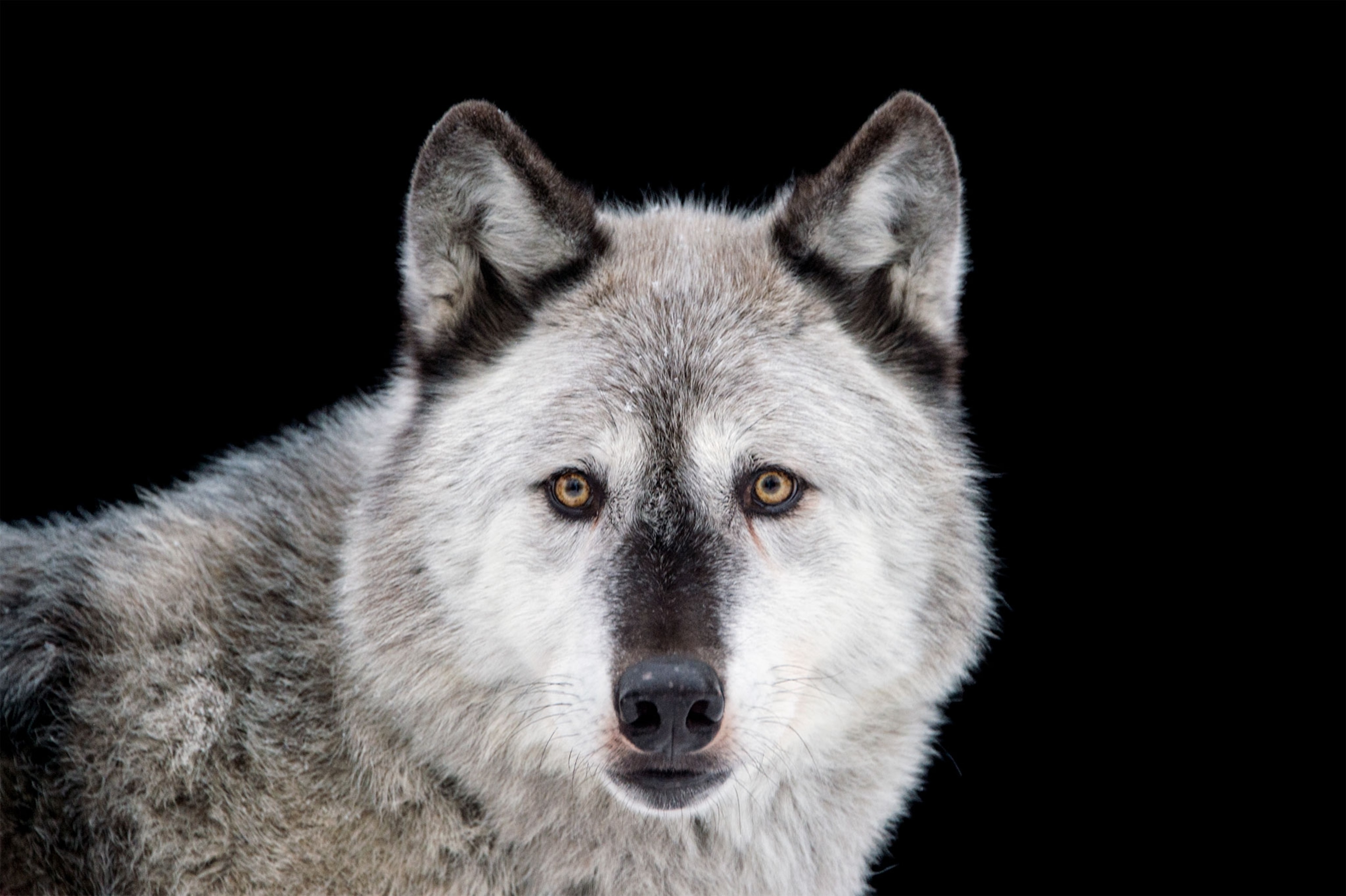 a gray wolf
