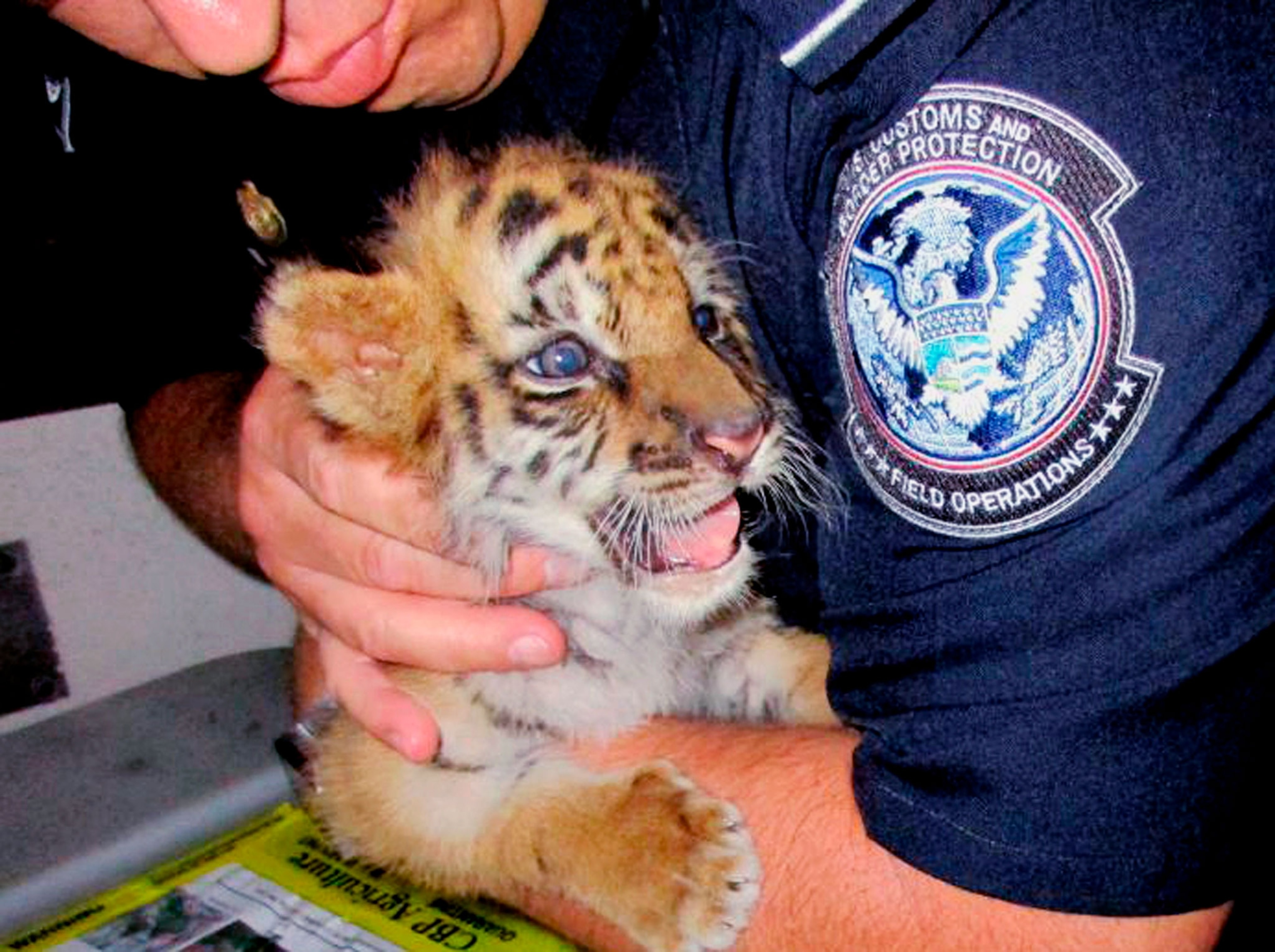 a male tiger cub that was confiscated at a U.S. border crossing