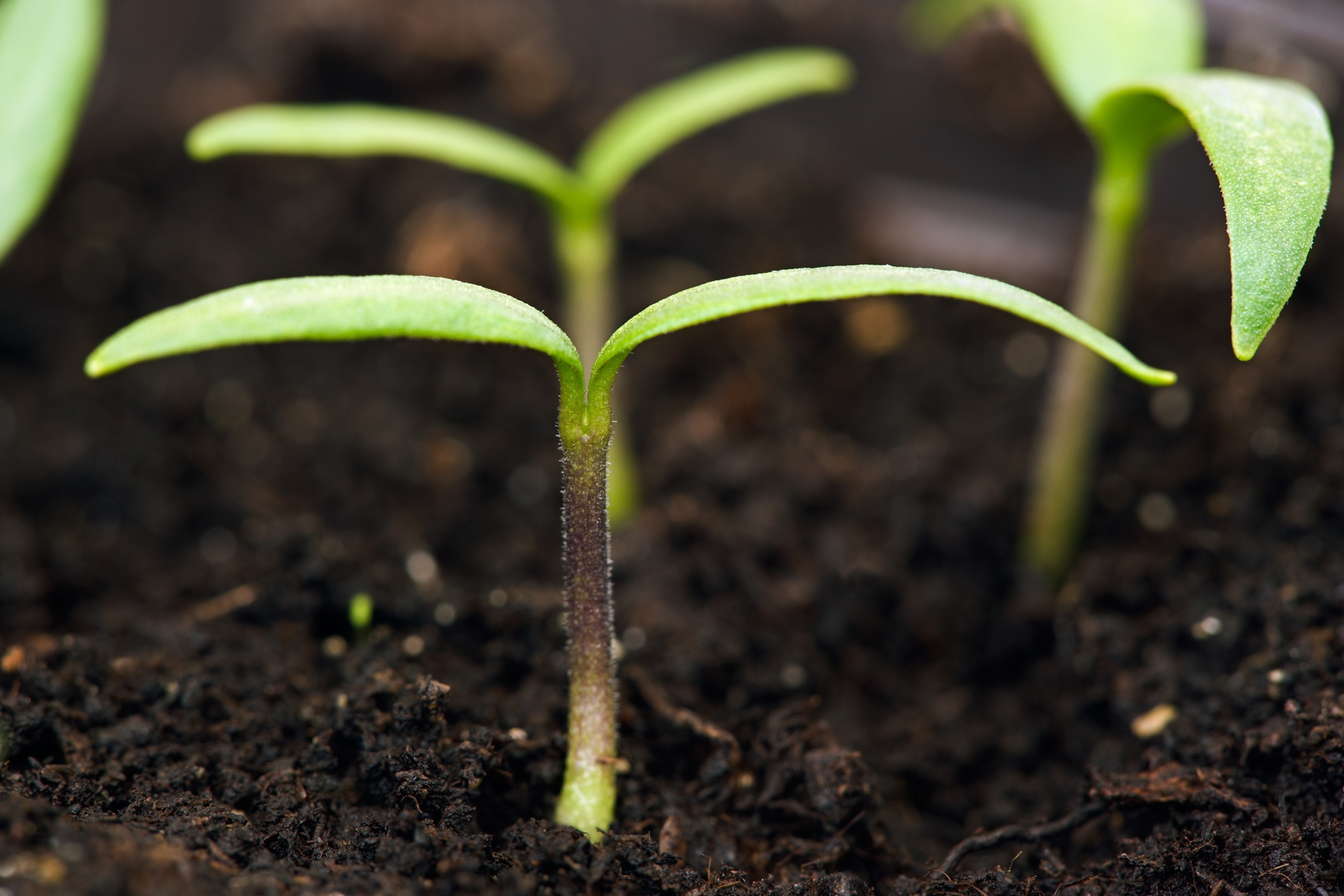 Pepper seedlings.
