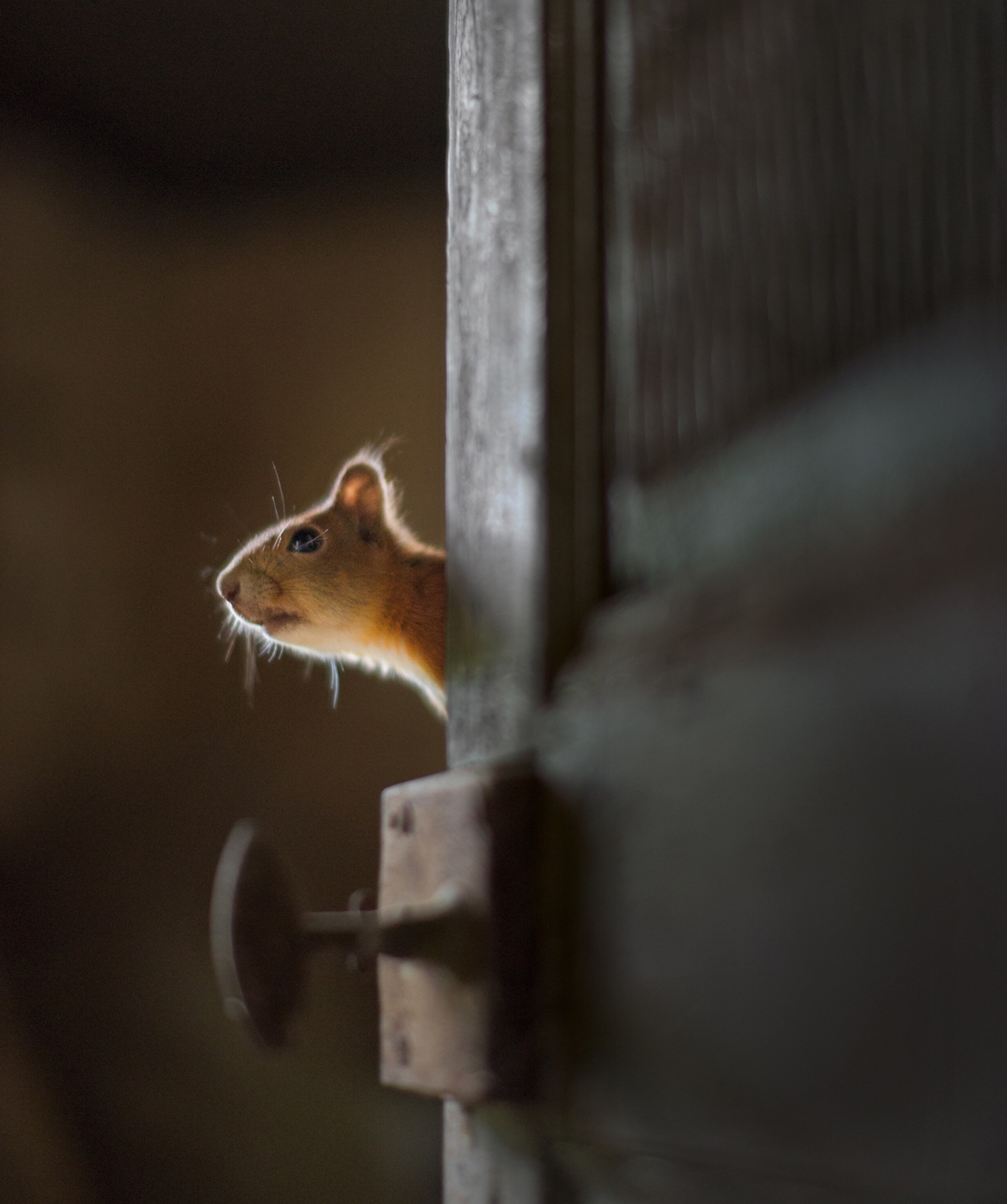 a squirrel