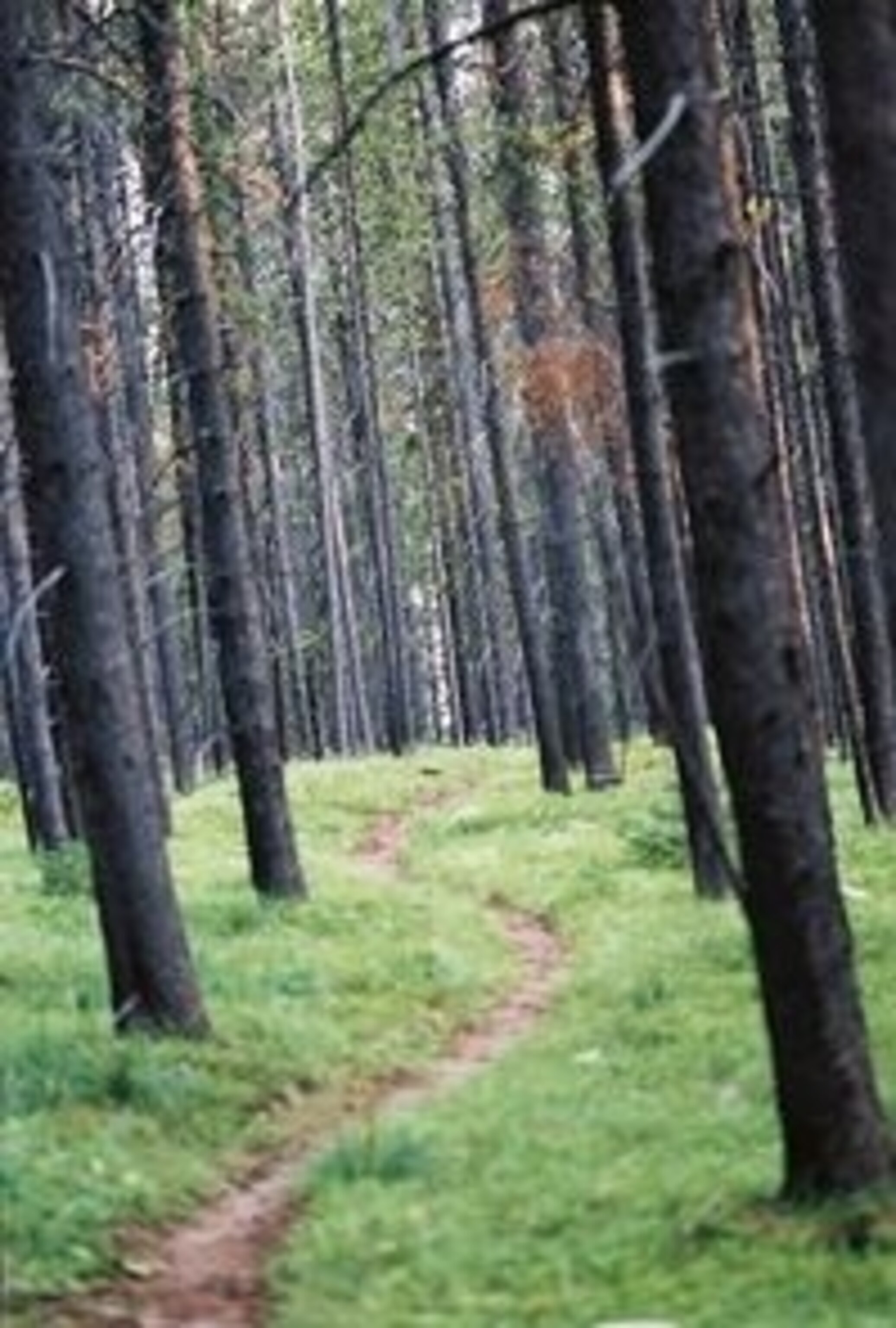 Continental Divide Trail.jpg