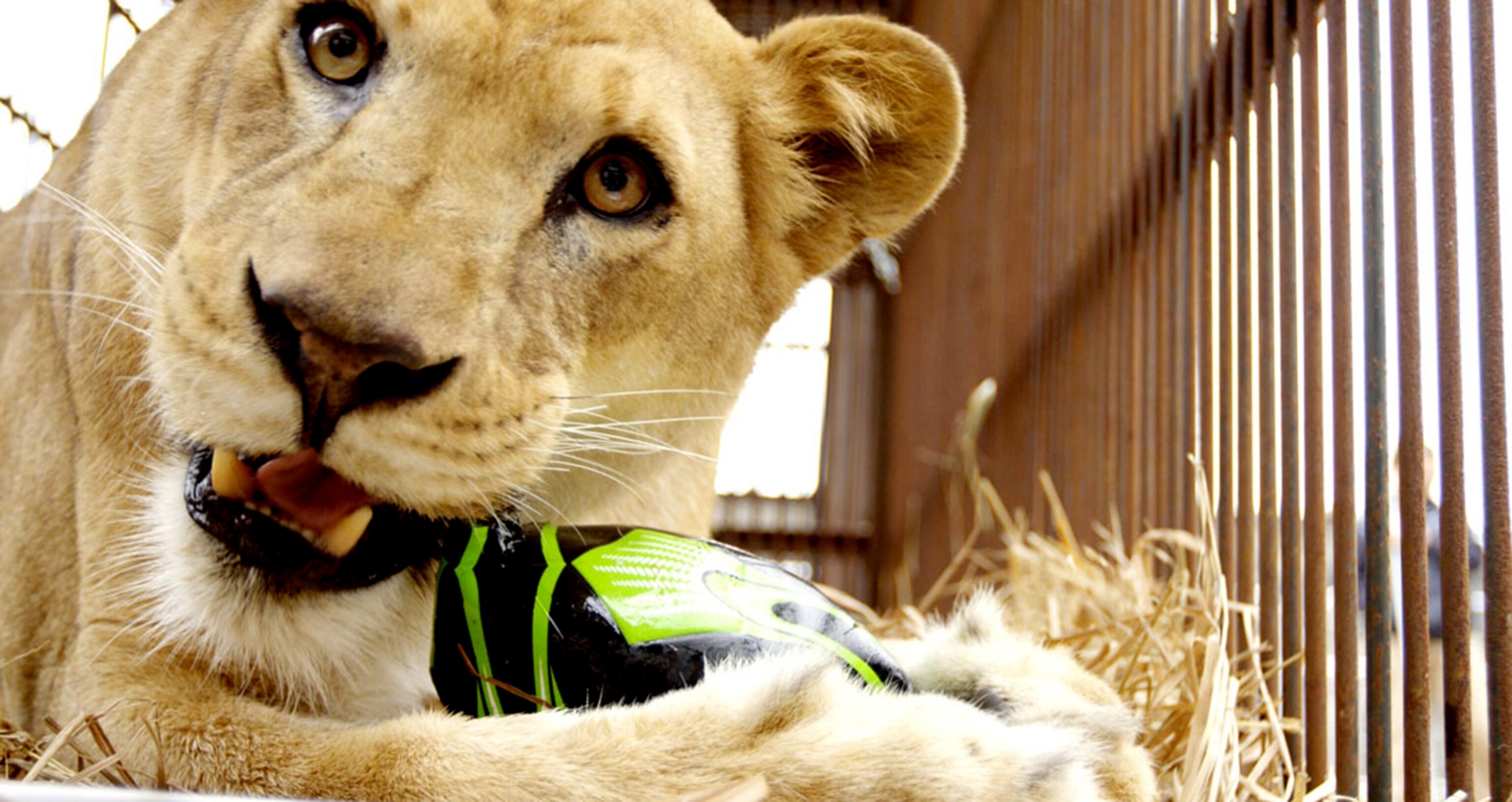 After being separated by the circus, lioness Kiara is reunited with her cubs in ADI’s Operation Spirit of Freedom rescue centre in Peru.