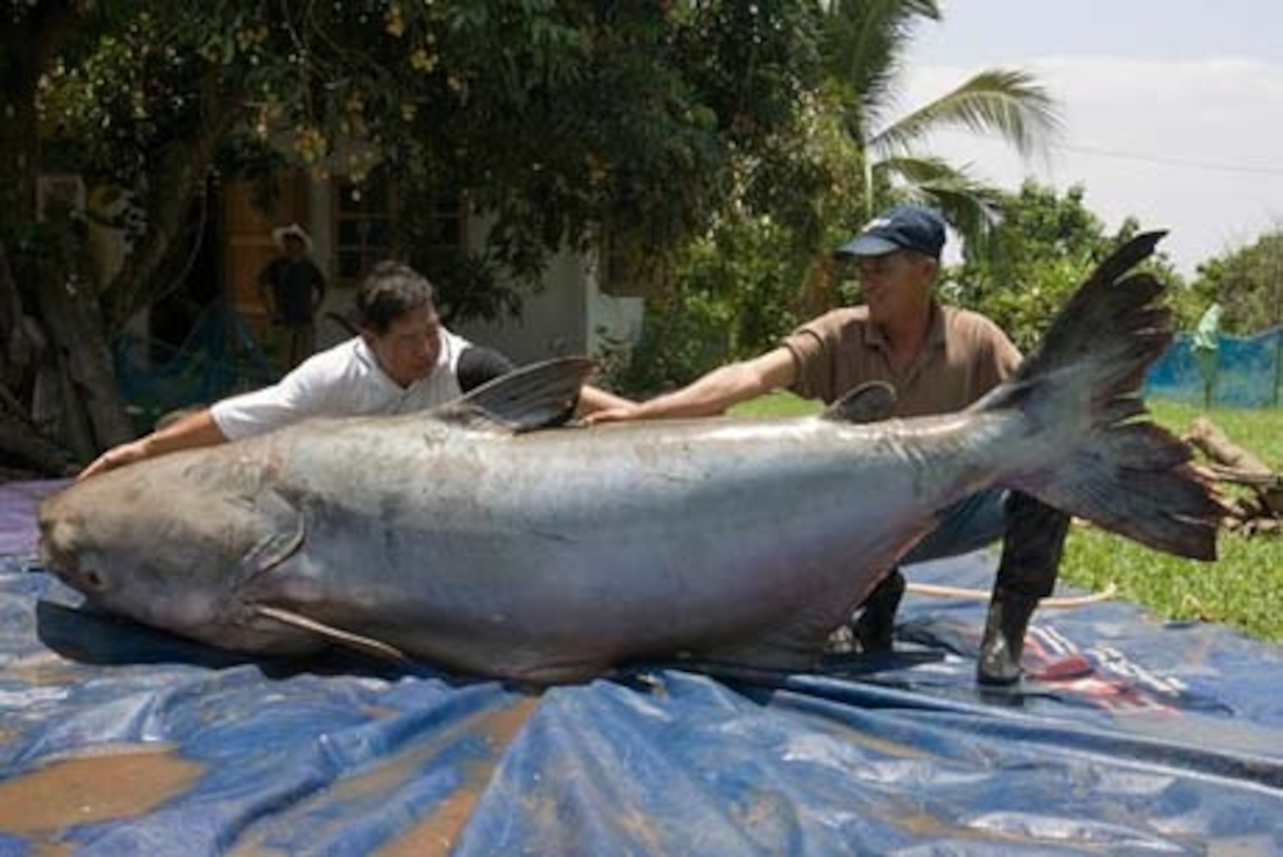 Giant Catfish May Be World’s Largest Freshwater Fish