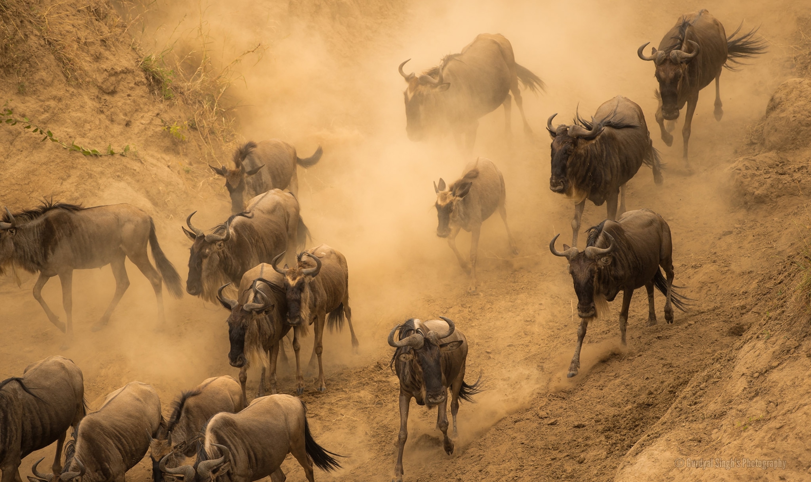Wildebeest running in the Masai Mara, Kenya