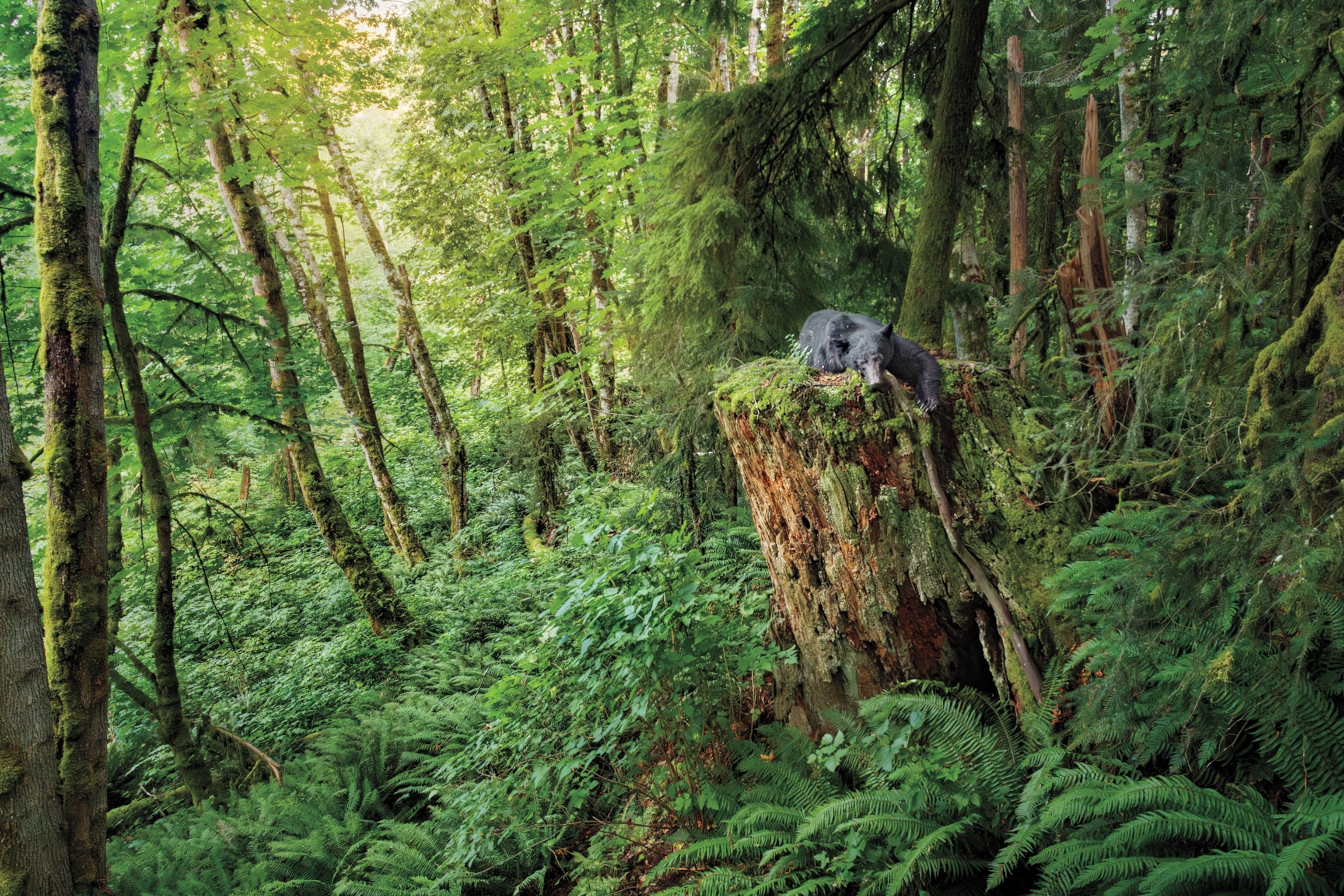 A black bear sleeps atop a tree trunk in a forested area.