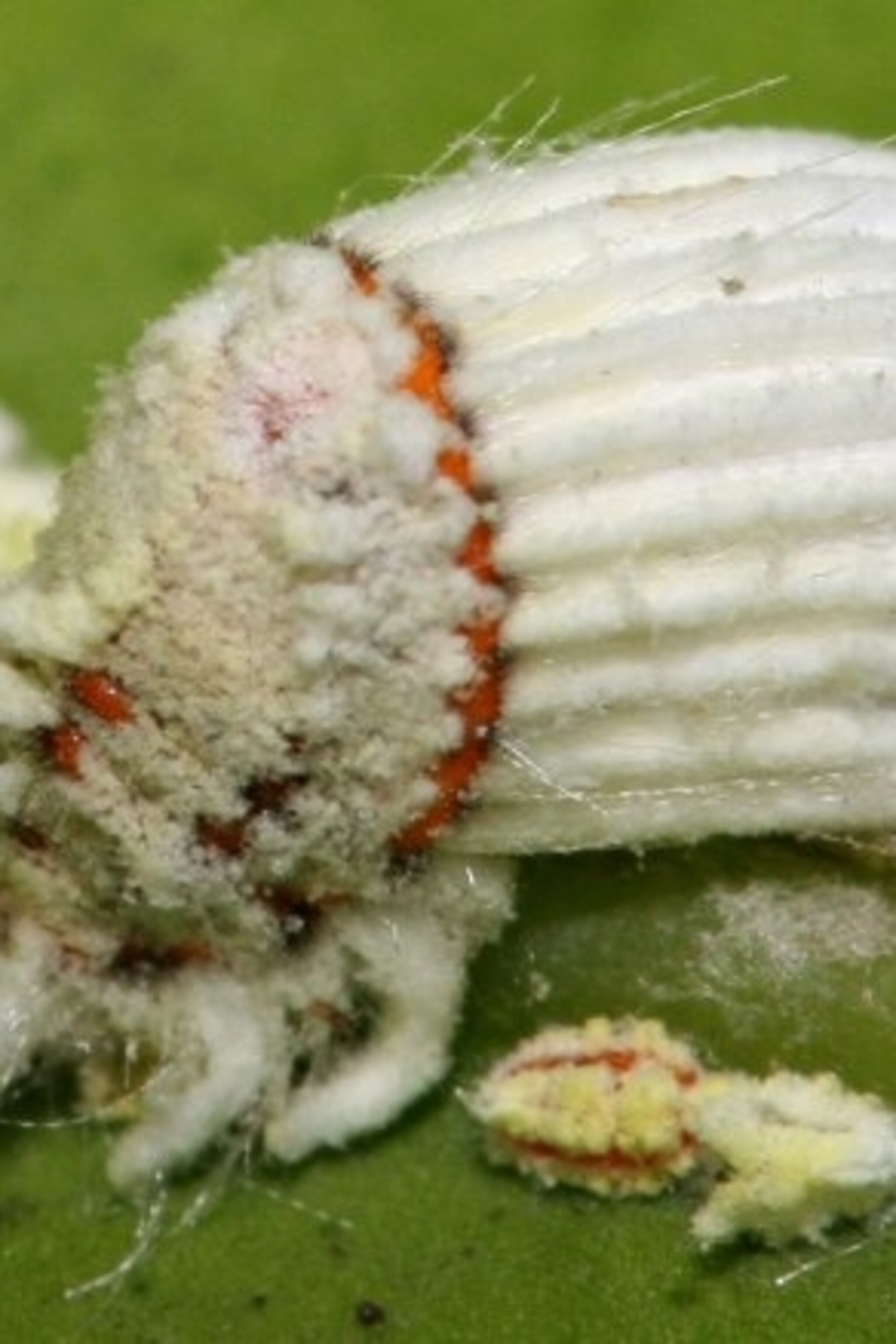 Insect egg cum inside story