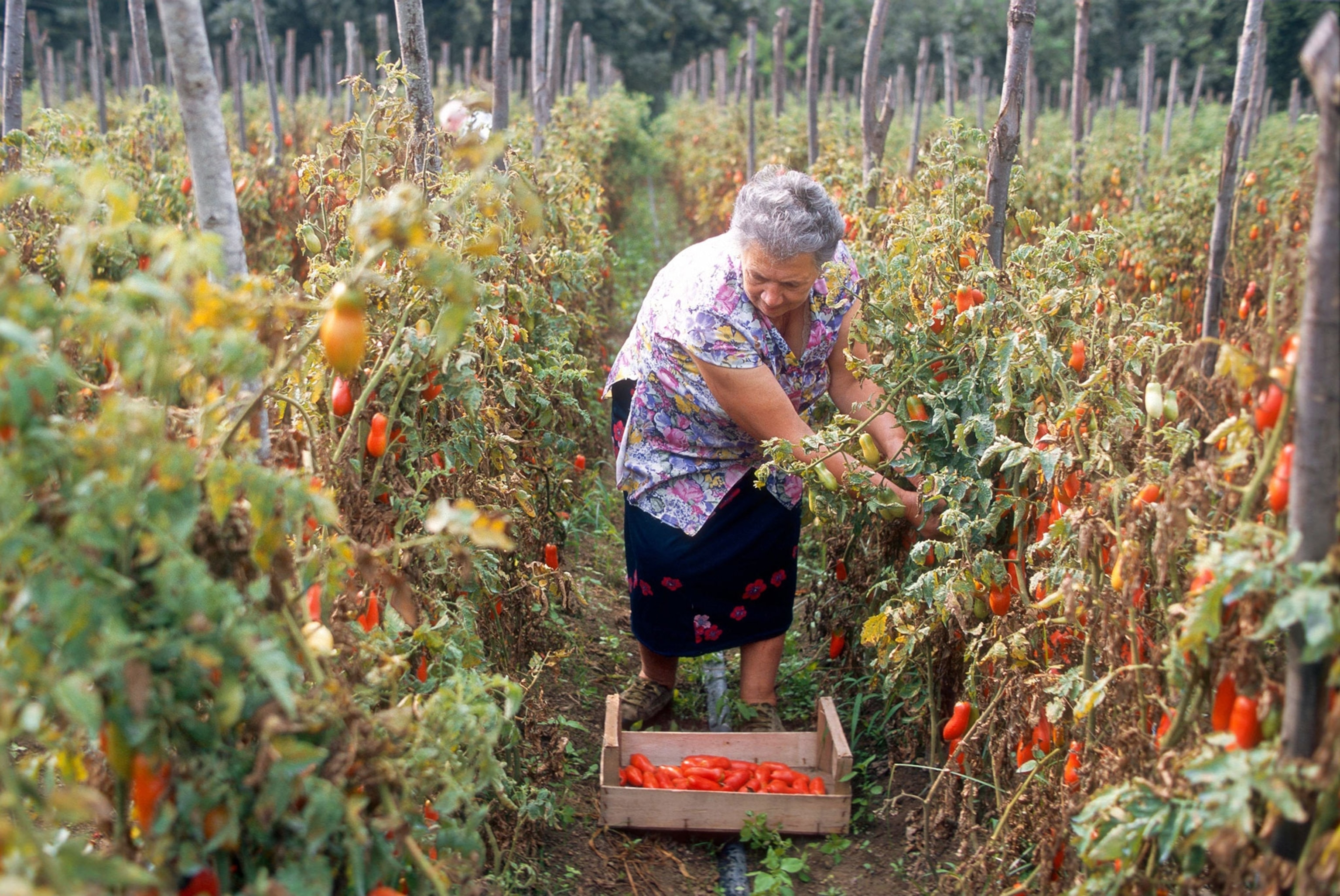 a woman harvesting tomatoes in Italy