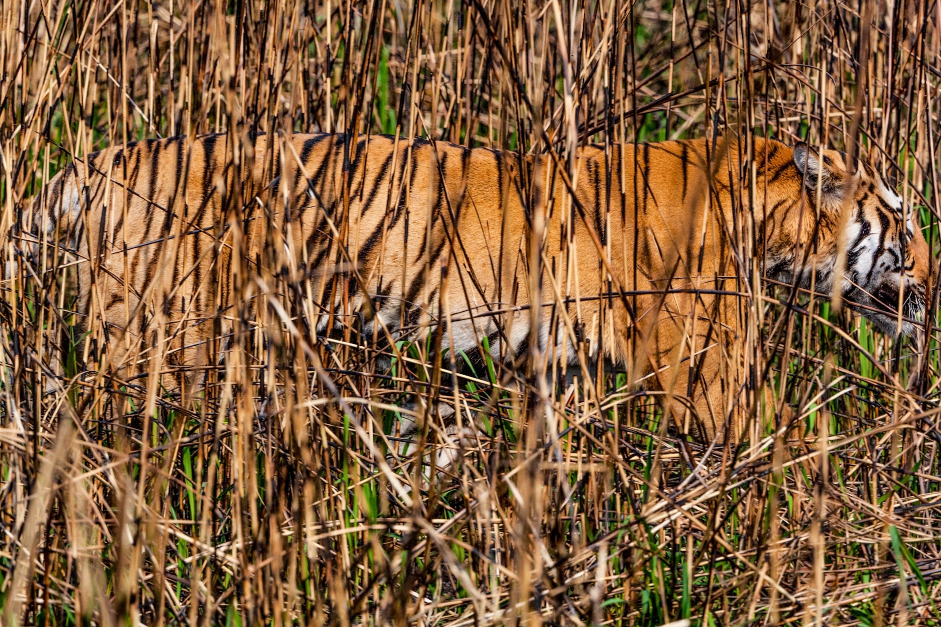 A Bengal tiger in Kaziranga National Park moves through tall burnt grass, which provides excellent camouflage for hunting.