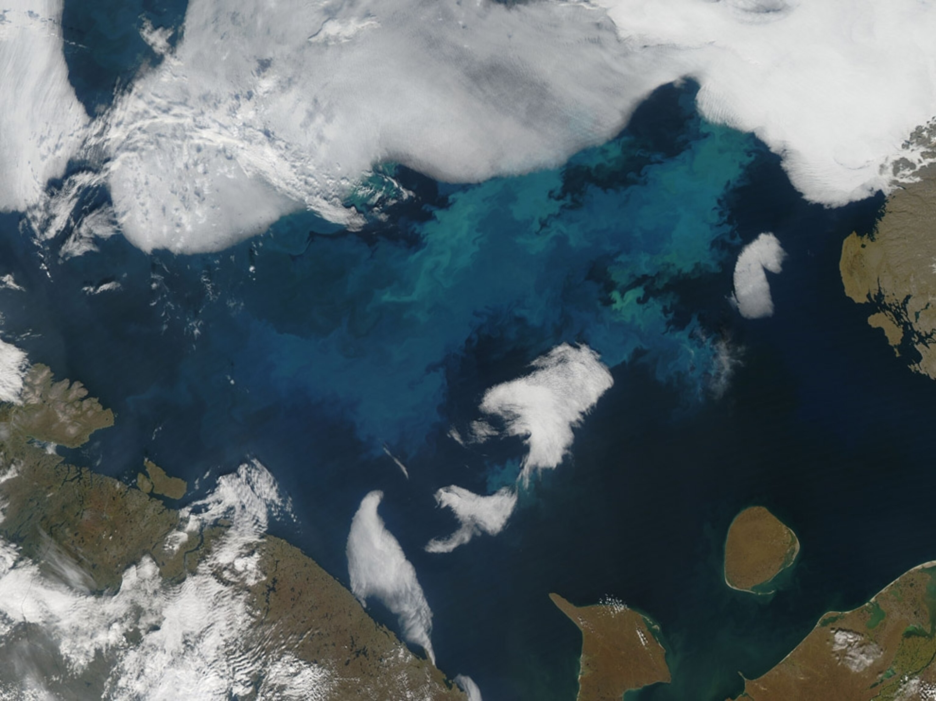 a plankton bloom in the Barents Sea