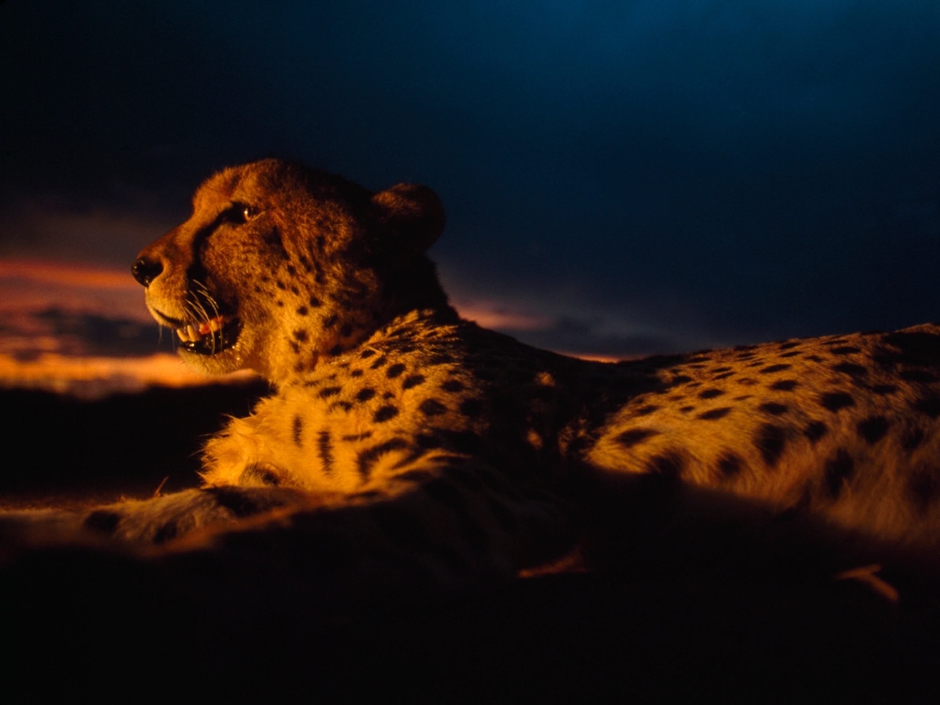Cheetah, Botswana