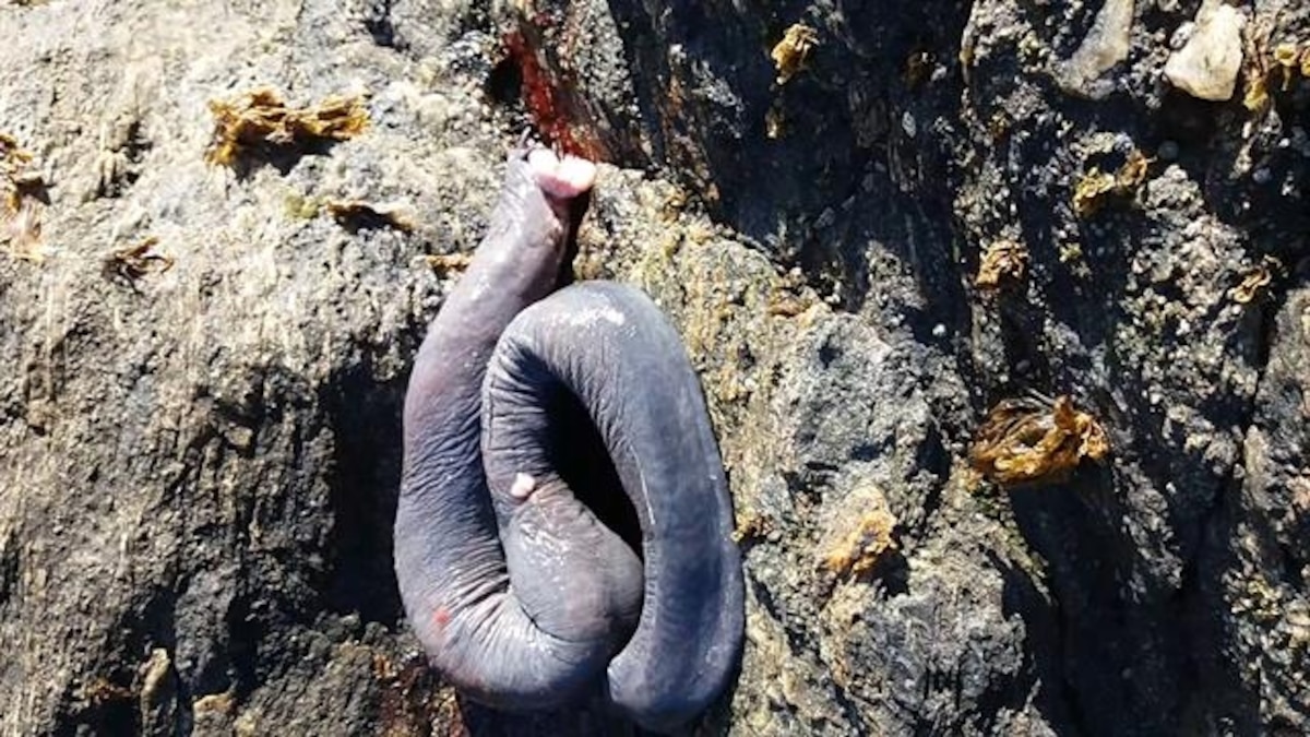 7 Reasons Hagfish Are Amazing (6 They Can Live in Dead Bodies)