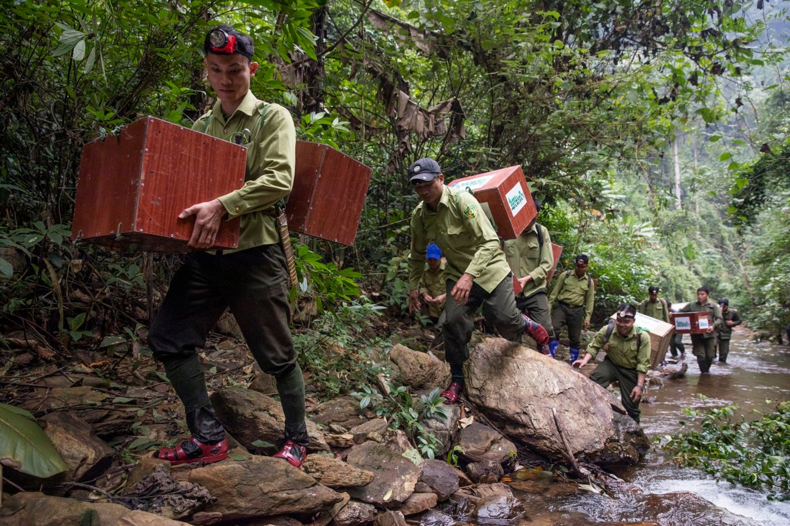 Twenty-five pangolins rescued from the illegal trade are released back into the wild.