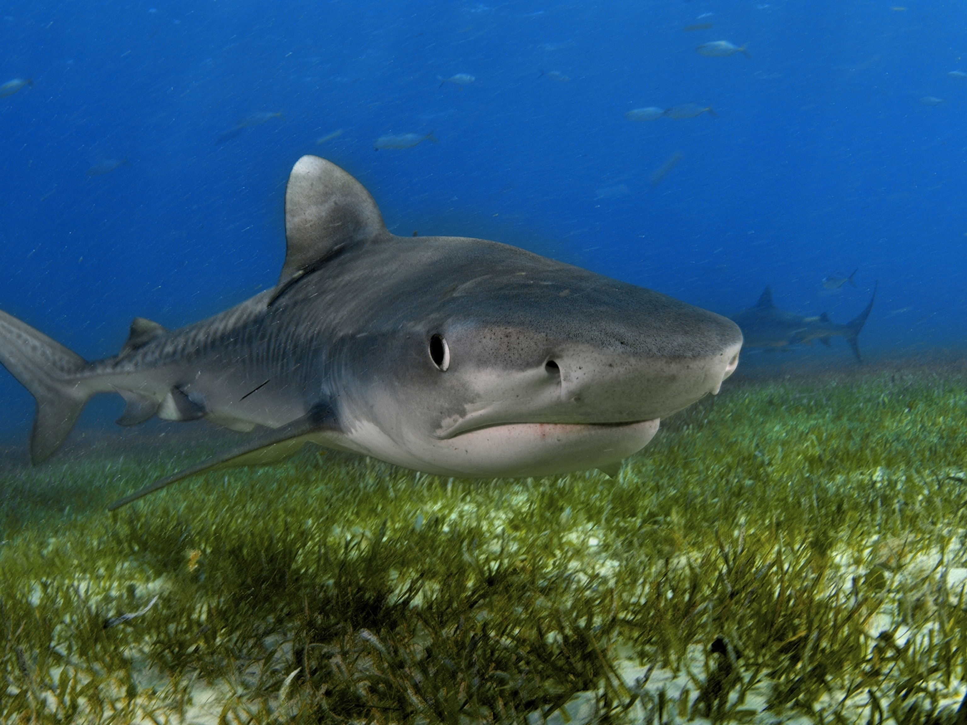 Quiz: How Much Do You Know About the Deep Sea?