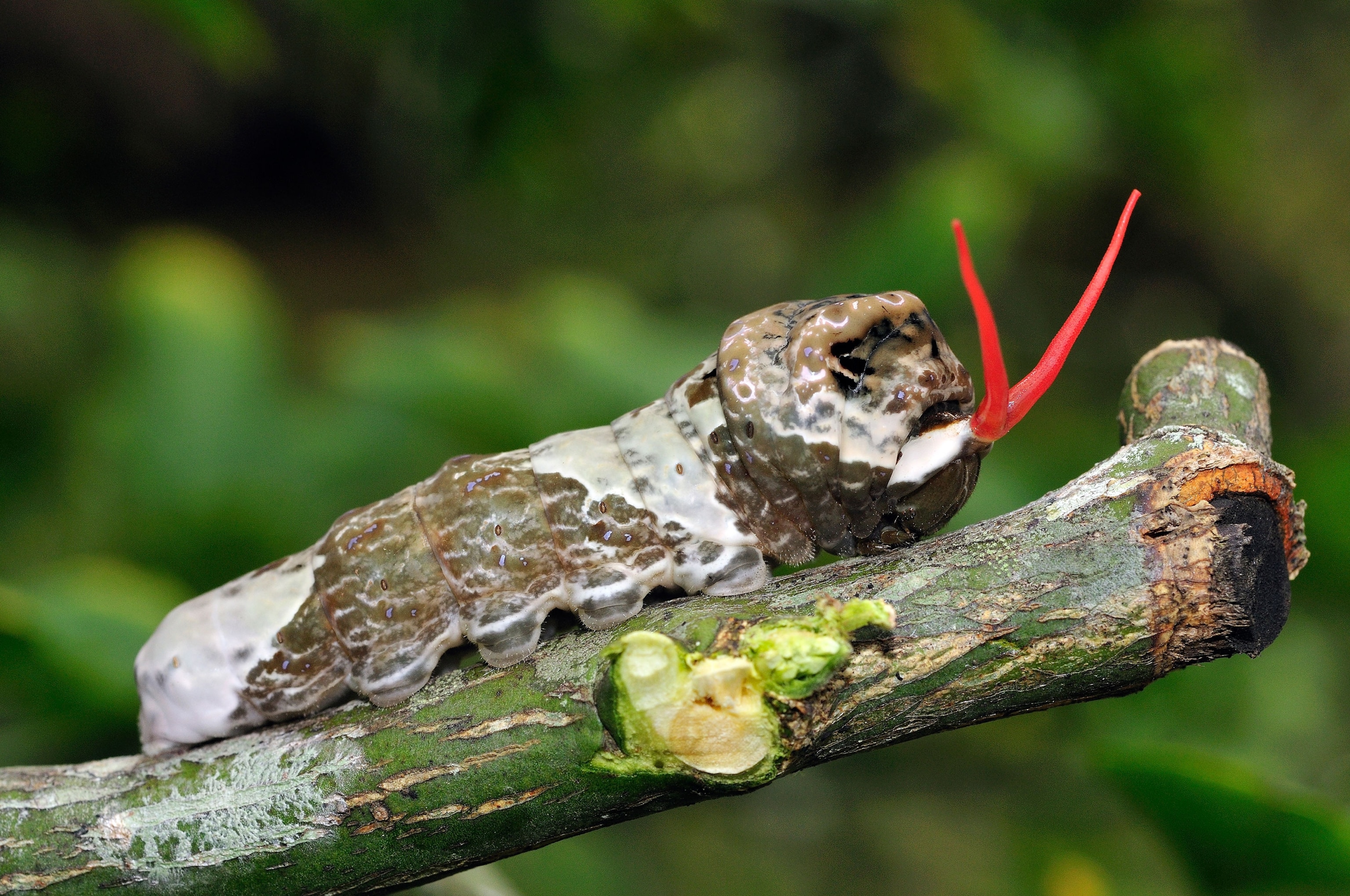 a Papilio cresphontes caterpillar disguised as bird poop