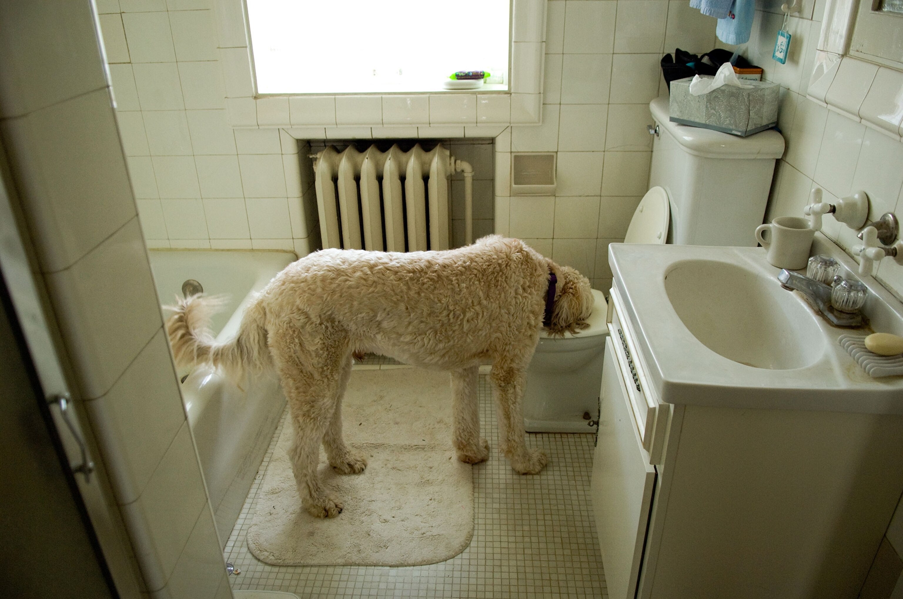 a dog drinking from a toilet