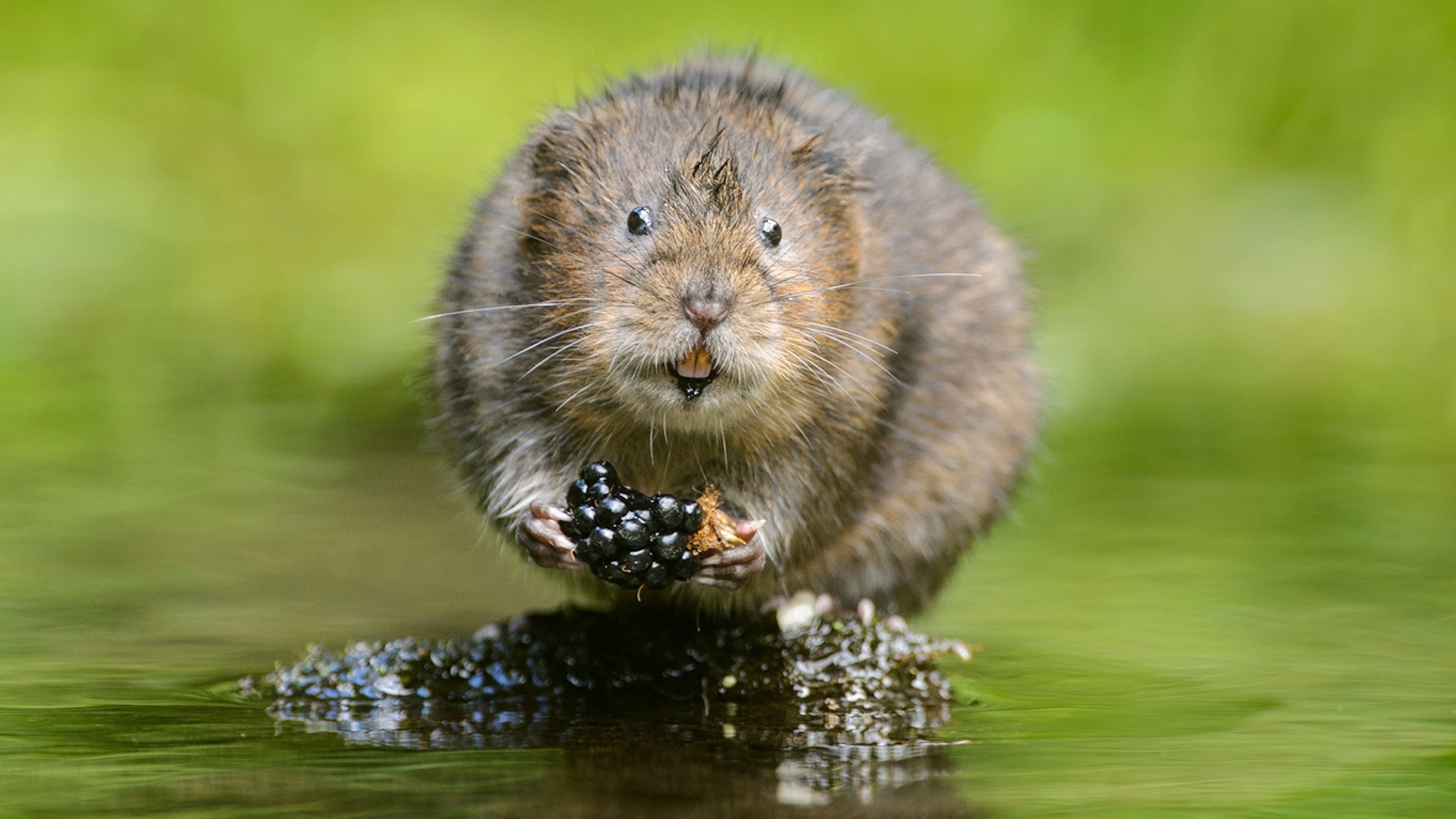 Why there’s reason to hope for Britain’s fastest declining mammal