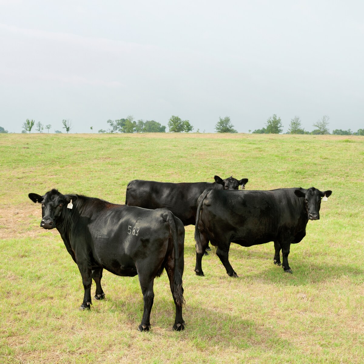 Cloning Cows From Steaks (and Other Ways of Building Better Cattle)