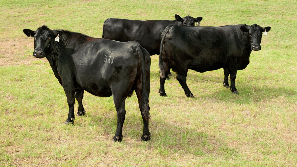 Cloning Cows From Steaks (and Other Ways of Building Better Cattle)